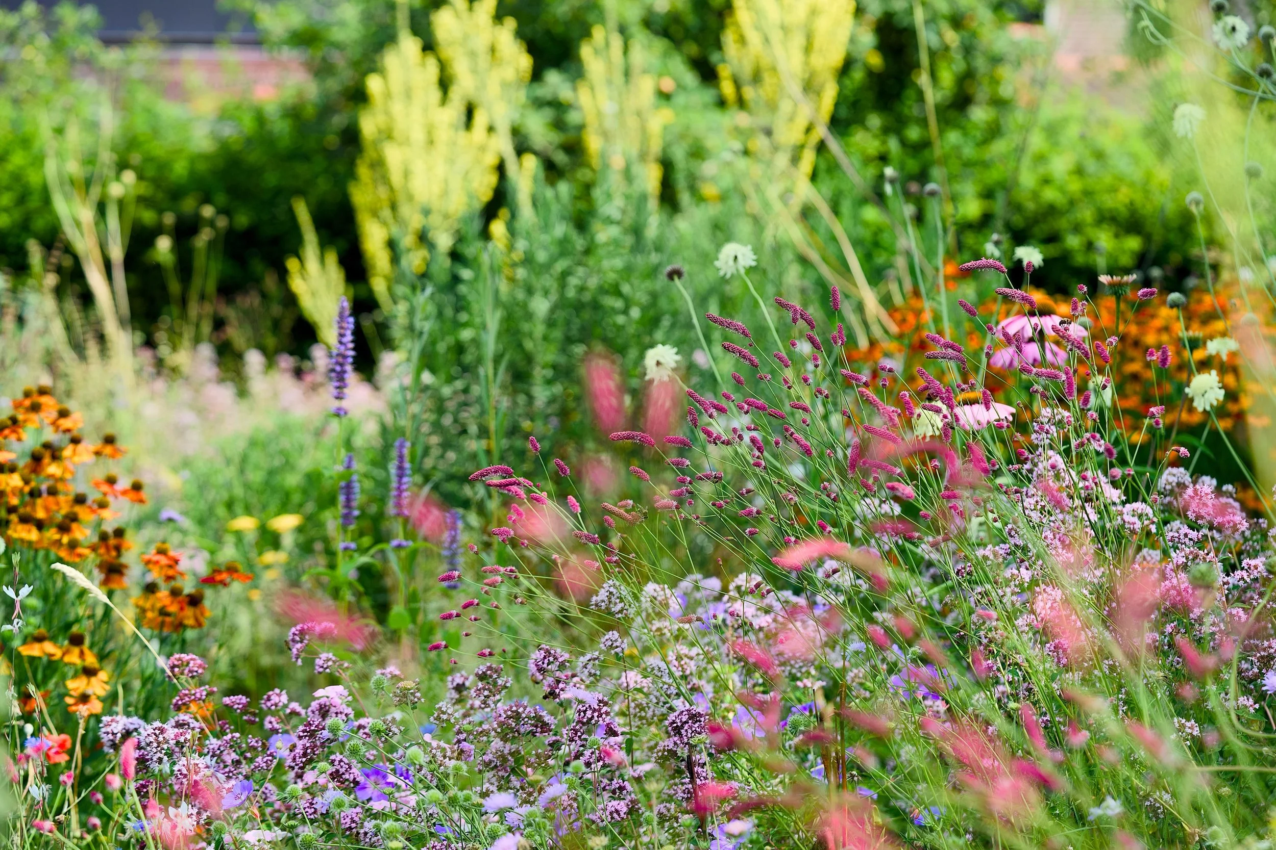 This garden which I planted one year ago in may has really exploded with colours and in height 🙏 do you love the natural look? I do ! 😍 #colourfullgardens #wildflowers #perennials #wildgardenstyle