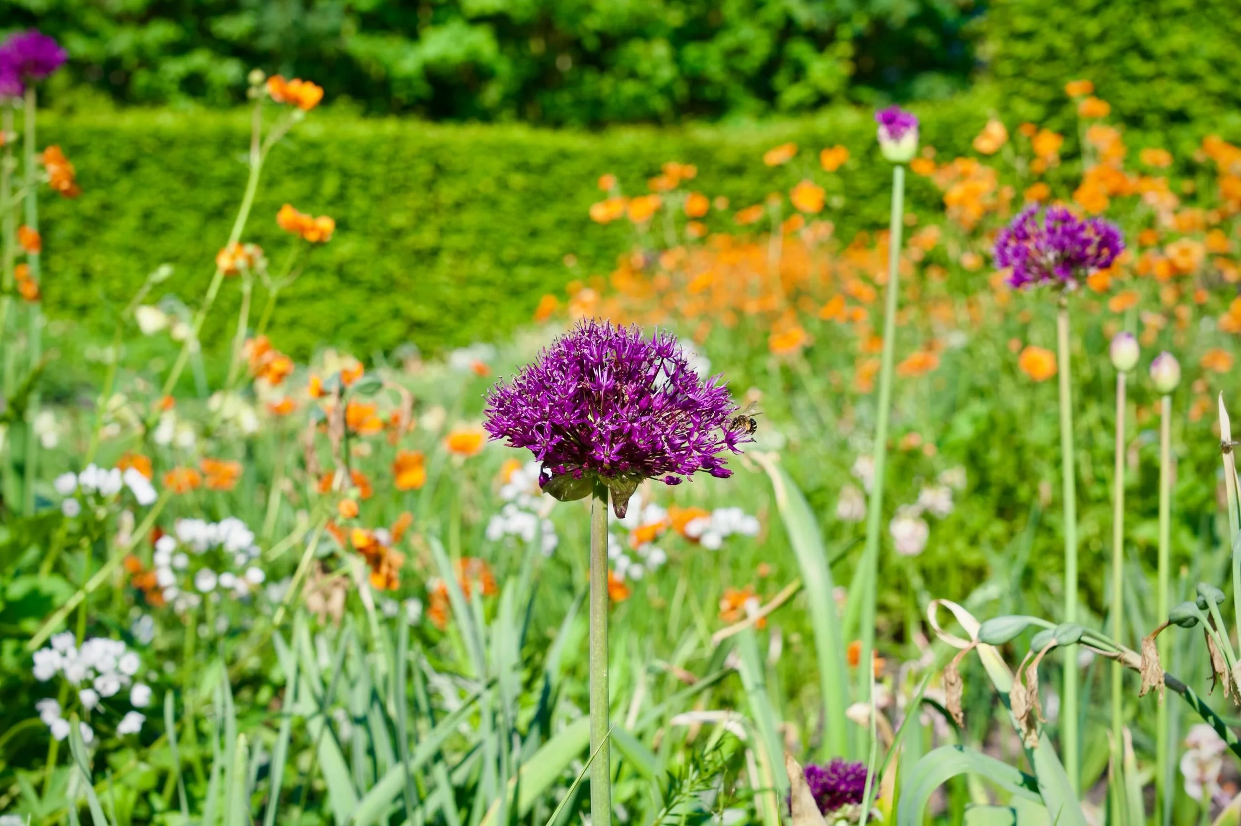 Relaxed atmosphere in the garden ☀️ #garden #gardenlife #flowers #allium #summervibes