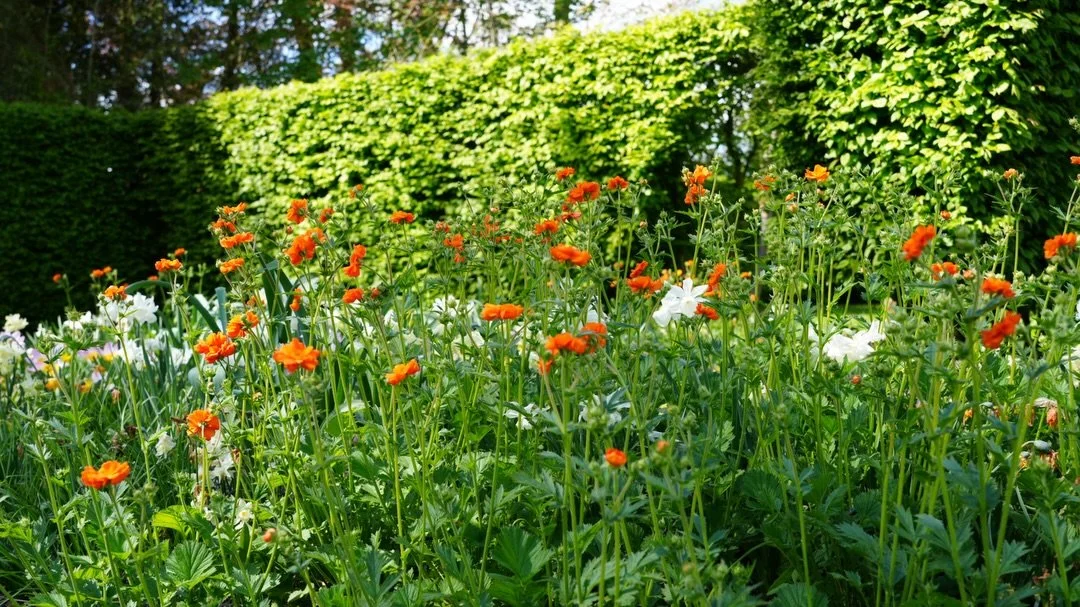 AND orange has come in to play as well 🤗 #flowers #gardens #springflowers🌸