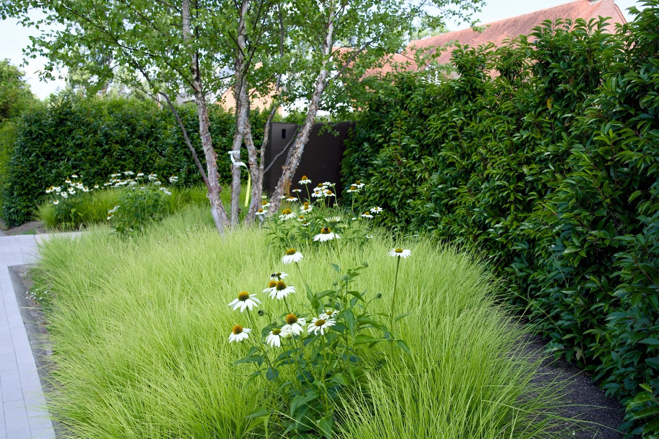 Moderne tuin met siergrassen, witte bloemen, meerstammige boom en dichte groene haag langs een verhard pad.