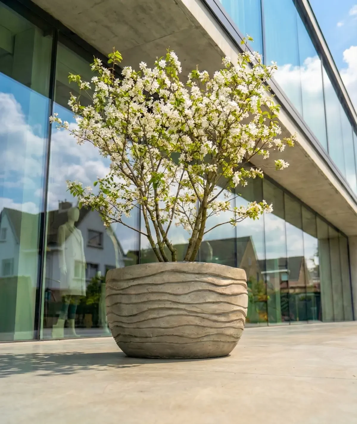 A blooming tree with white flowers in a decorative ceramic pot outside a modern glass-front building.