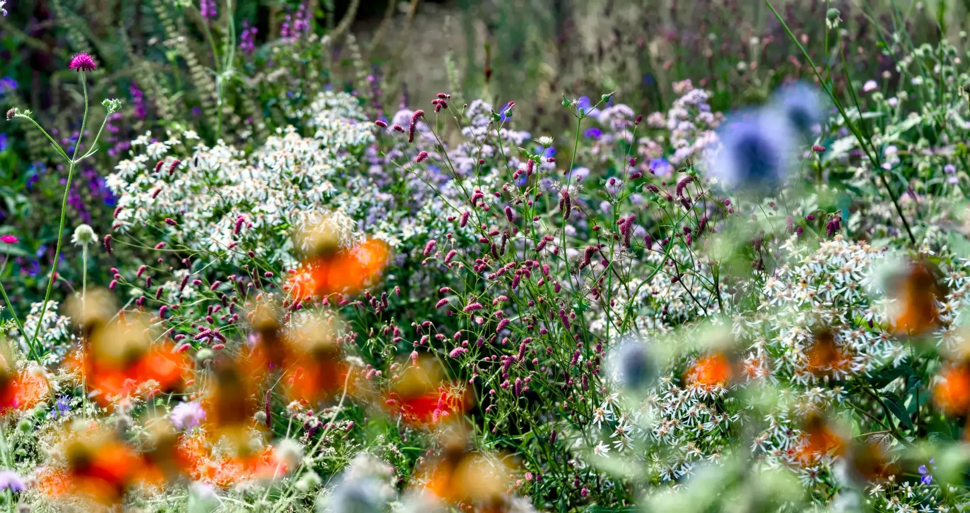 A colorful wildflower garden with a variety of blooming flowers, including daisies, purple, white, and orange flowers, in a natural outdoor setting.