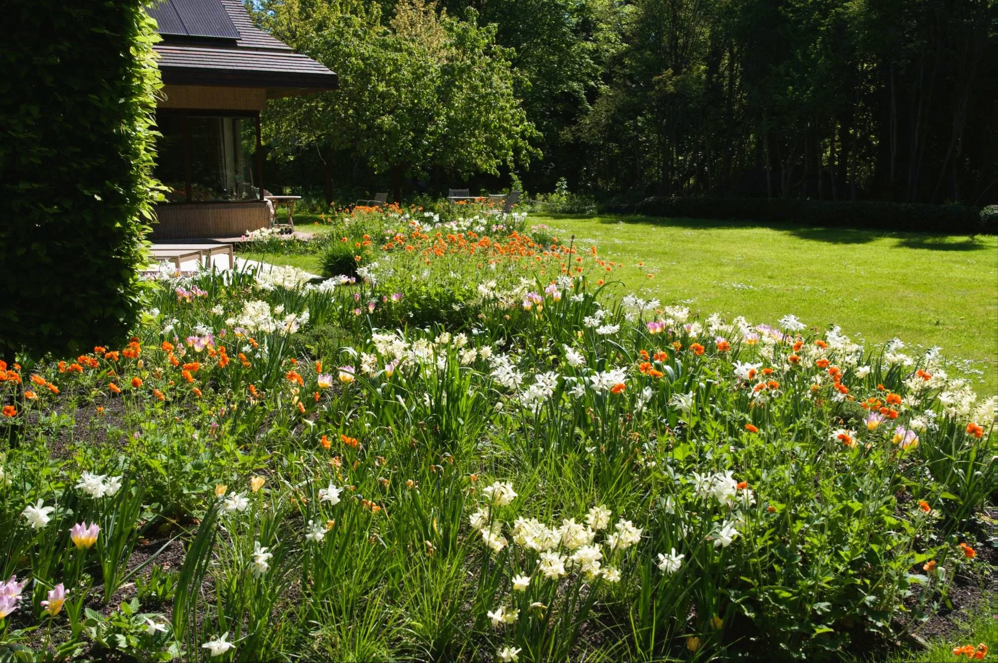 Zijaanzicht van een diepe tuinborder in volle lentebloei met witte narcissen en oranje tulpen, grenzend aan een groot groen gazon en een woning met zonnepanelen.