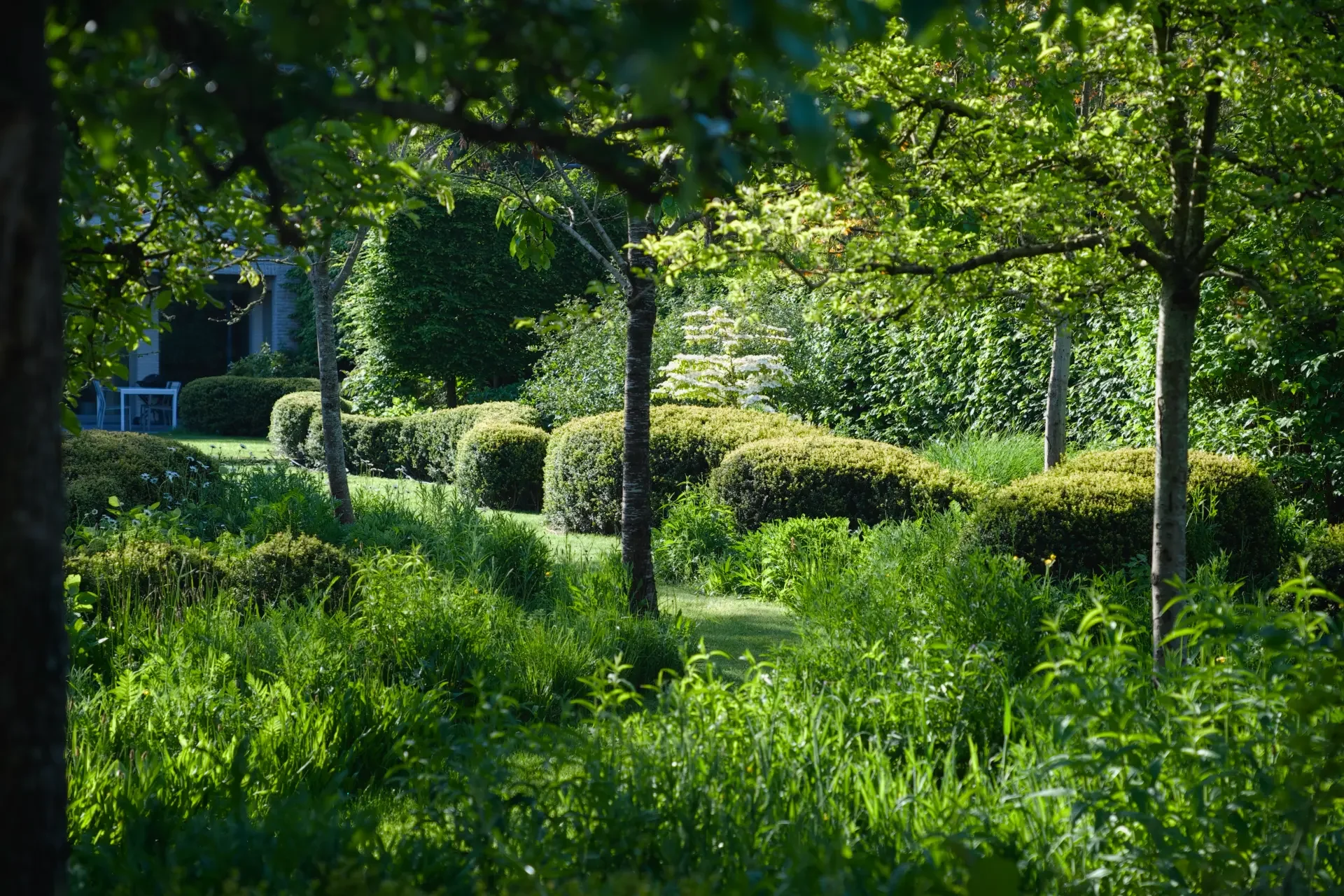 A lush green backyard with trees, bushes, and grass, partially shaded from sunlight.