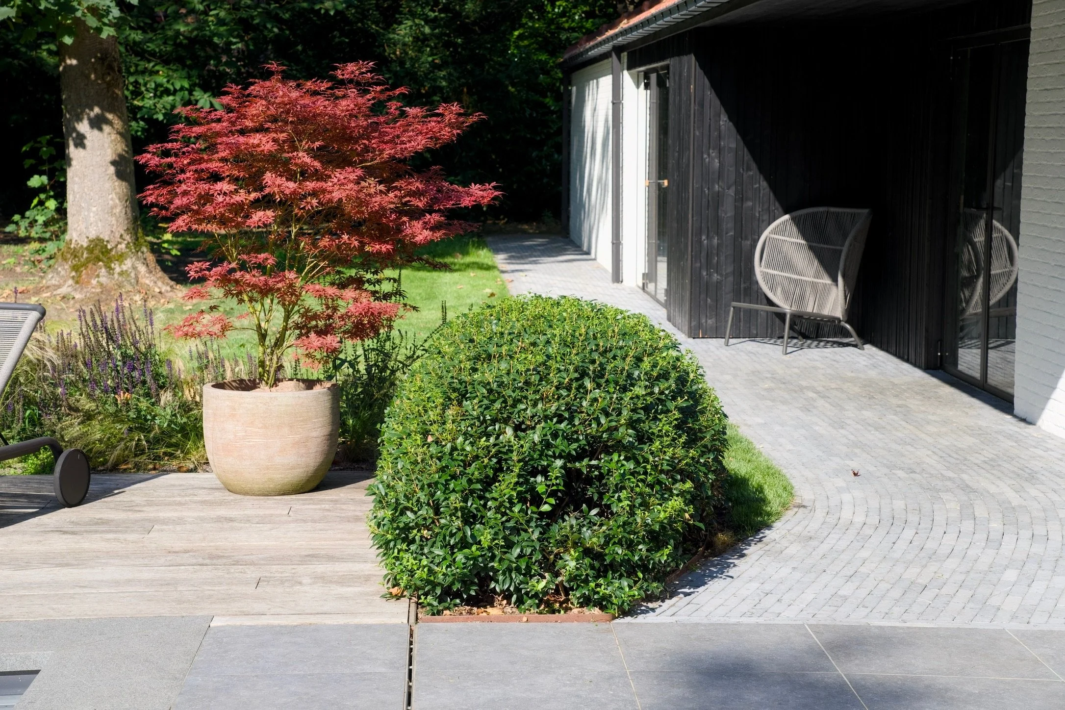 A small garden area with a red-leafed potted Japanese maple tree, surrounded by purple flowers and green bushes, next to a modern black and gray house with a patio and sitting chairs.
