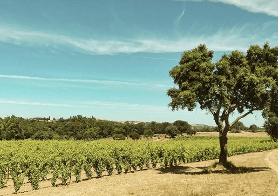 A Quinta Casal das Freiras vines.
