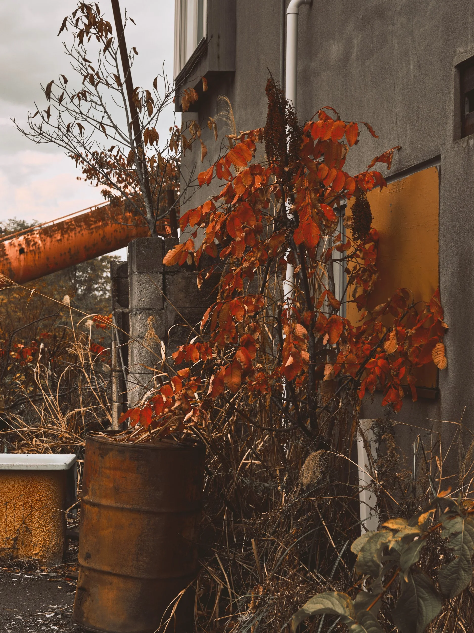 aomori221106_ 073.jpeg