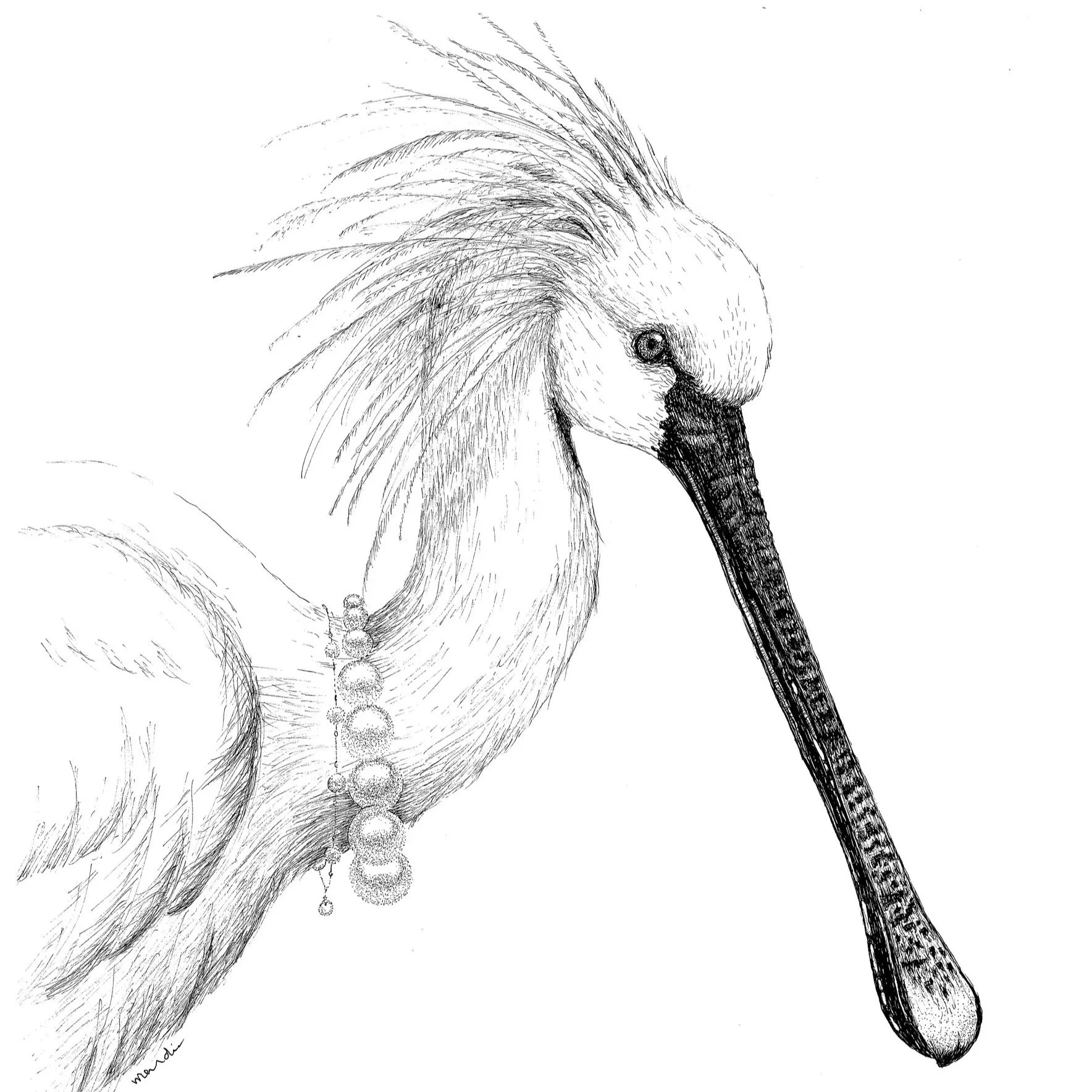 Lepelaar
