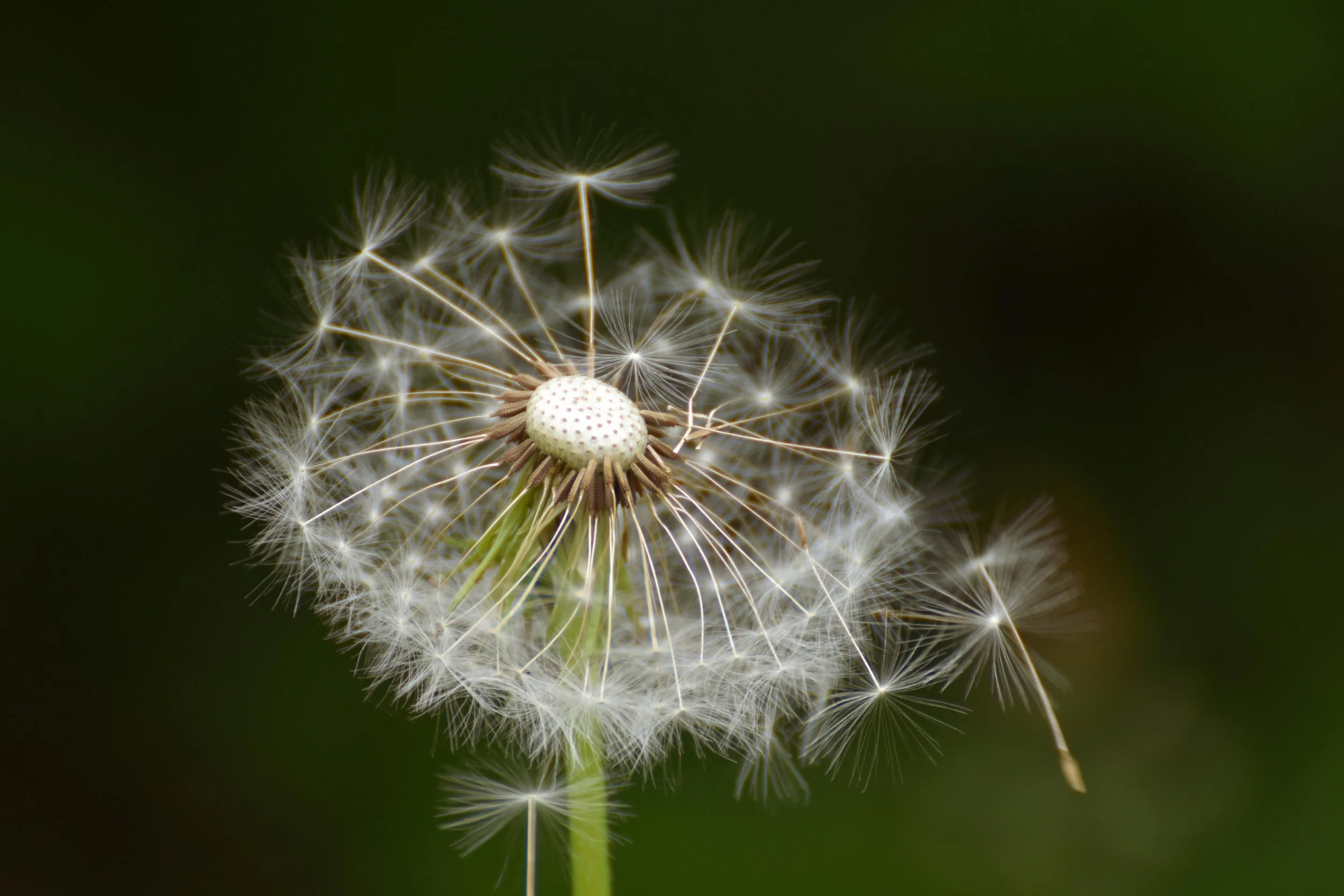 Close-up of a dandelion seed head with some seeds already dispersed, set against a dark green background.