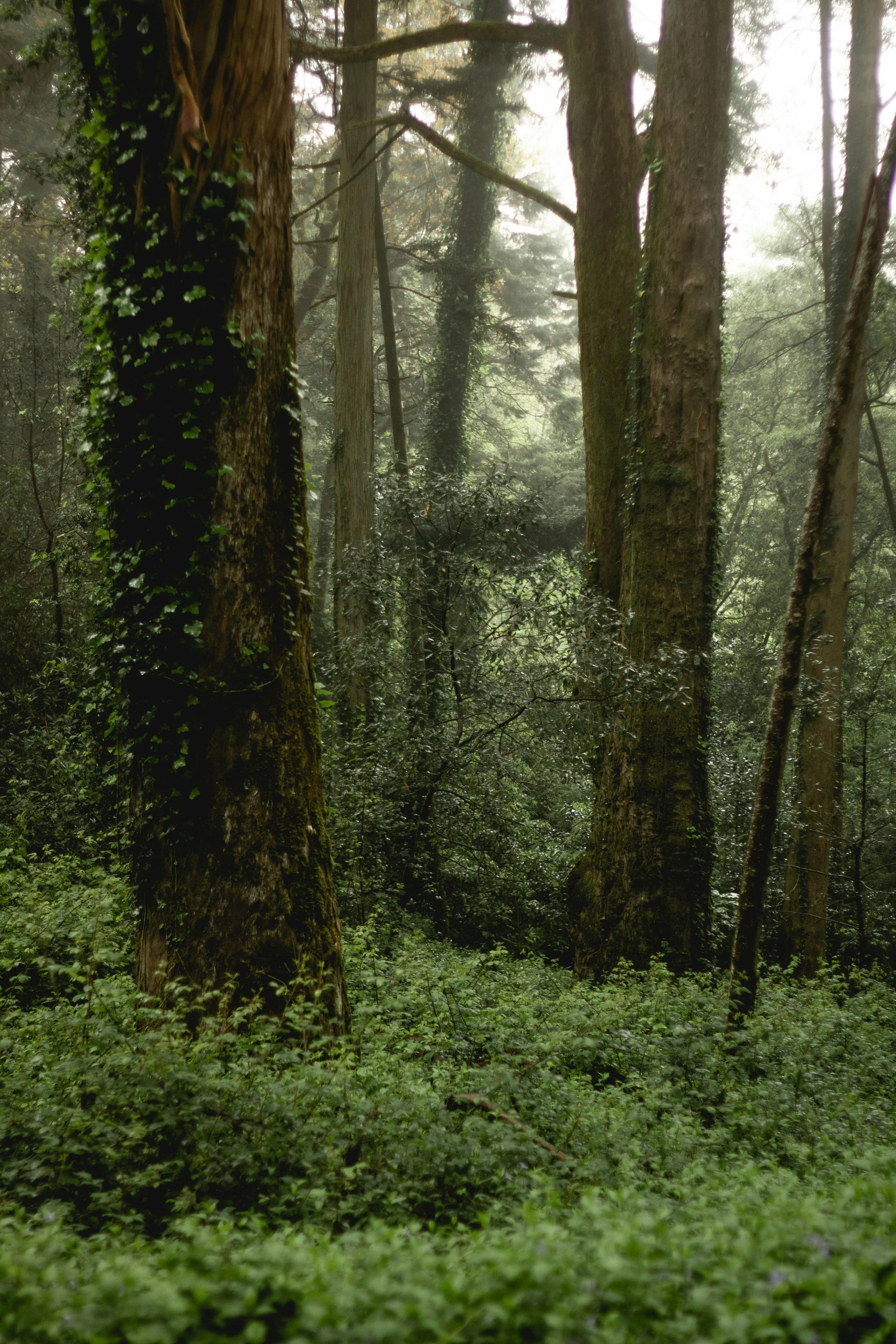 A dense forest with tall trees covered in moss and ivy, with sunlight filtering through the canopy.