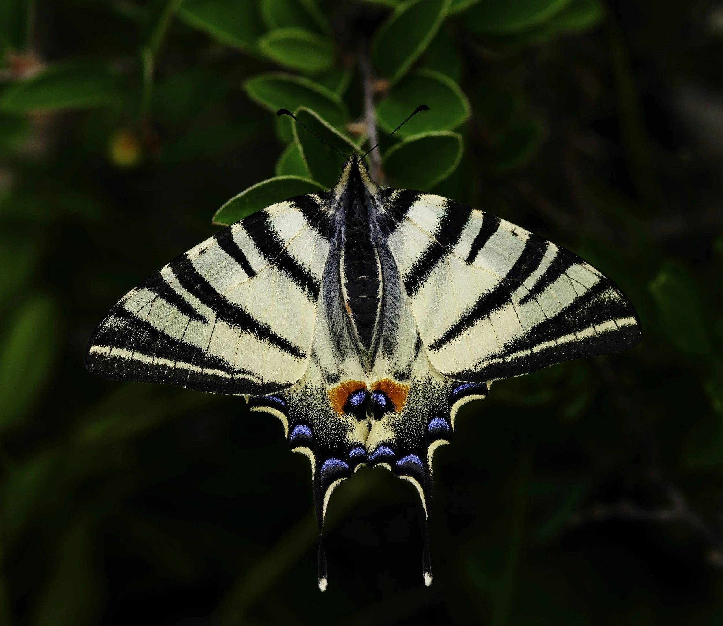 A Symbol Of Transformation. The Butterfly Represents Metamorphosis.