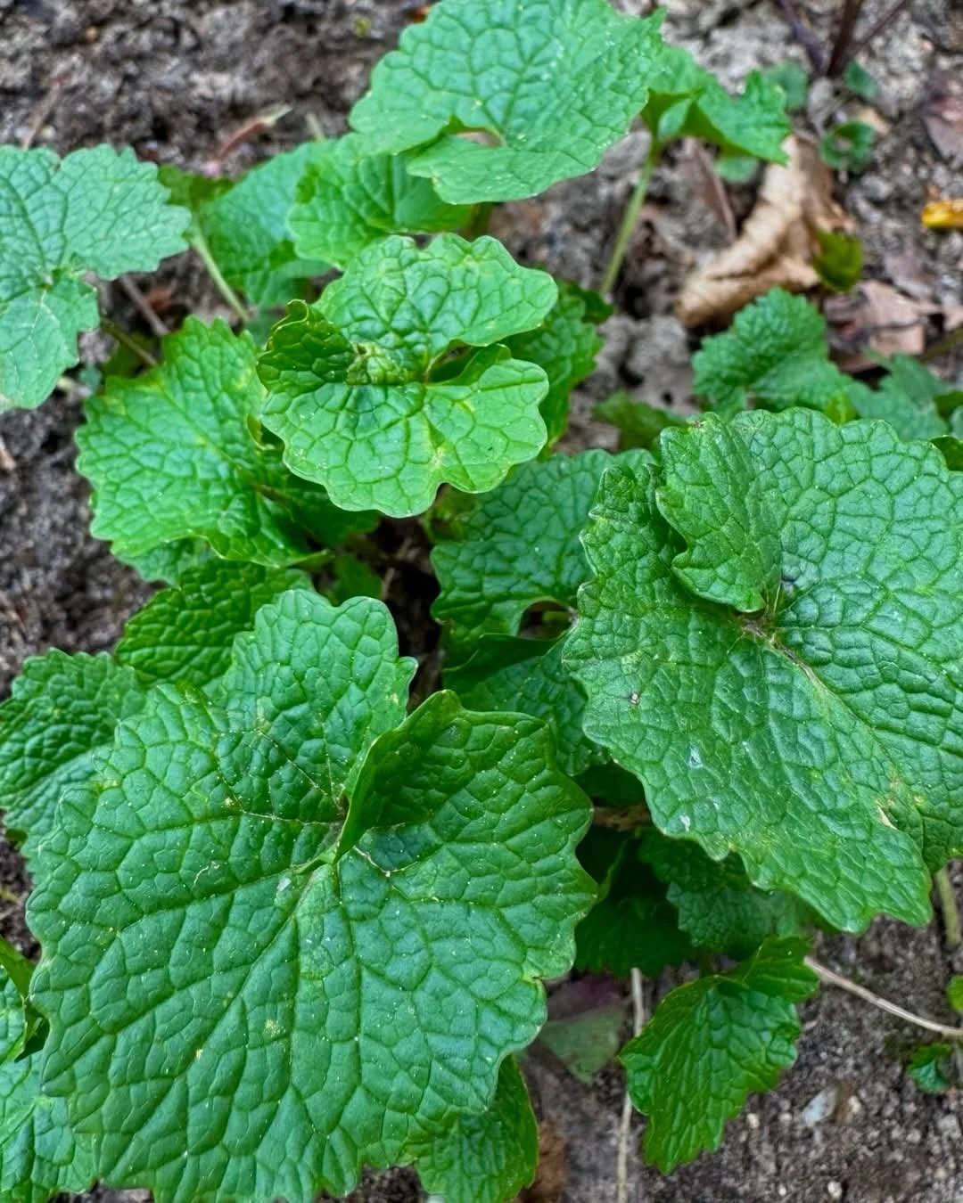 WhatsApp Image 2026-03-24 at 21.32.56.jpeg