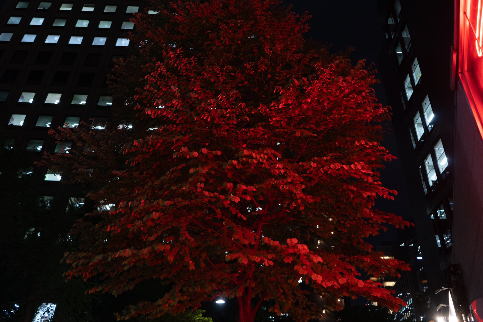 _DSC0500.jpg