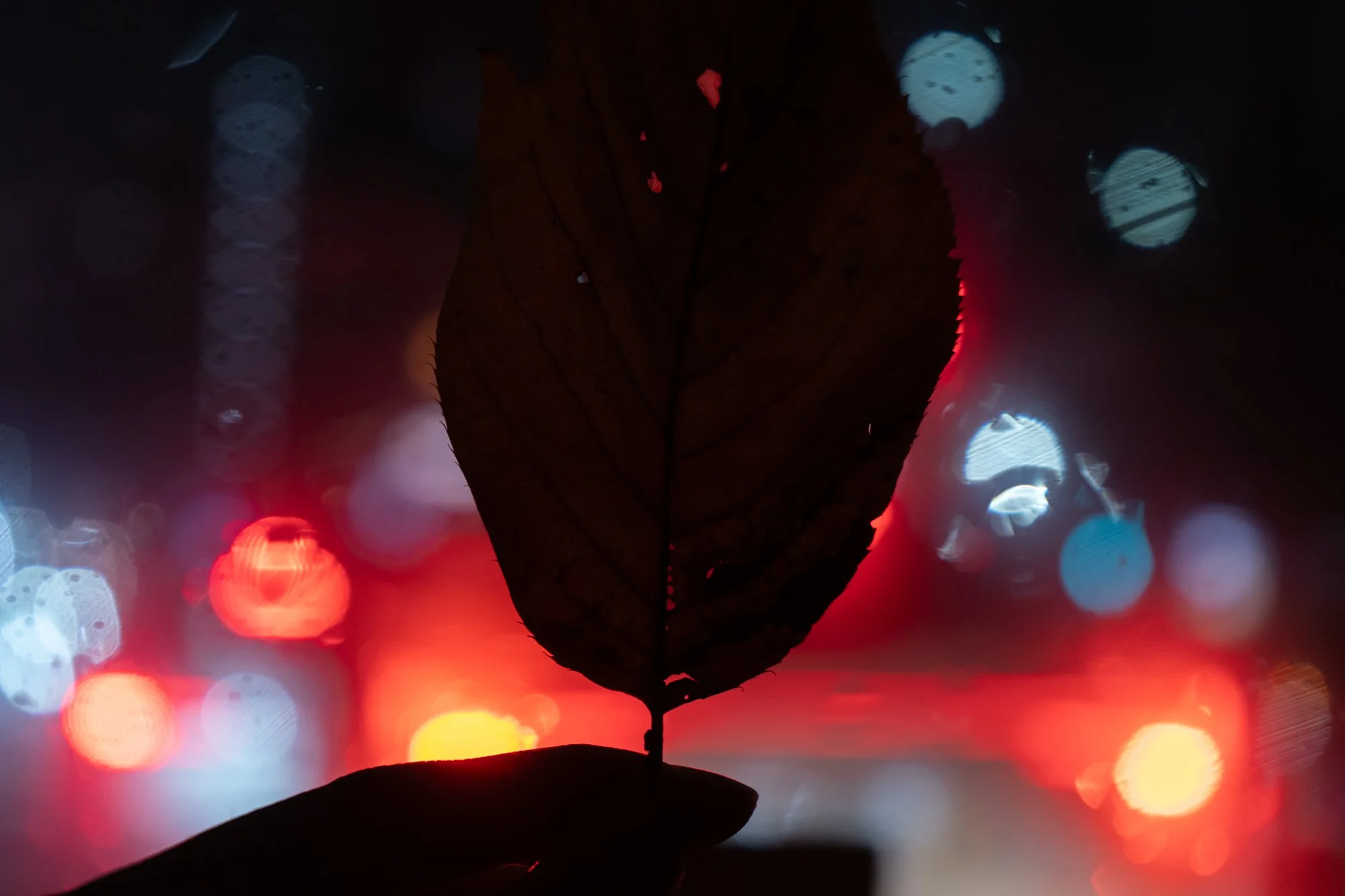 _DSC0416.jpg