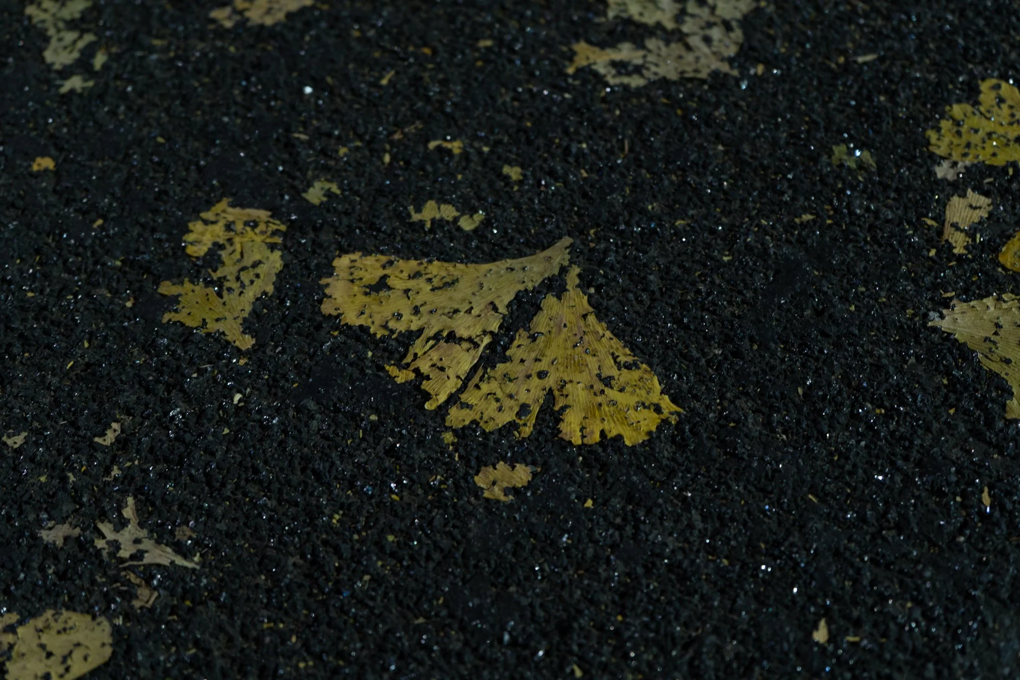 _DSC0758.jpg