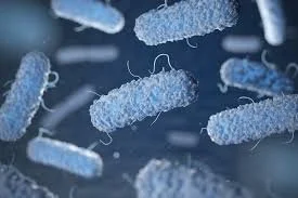Close-up of blue, rod-shaped bacteria with flagella in a scientific illustration