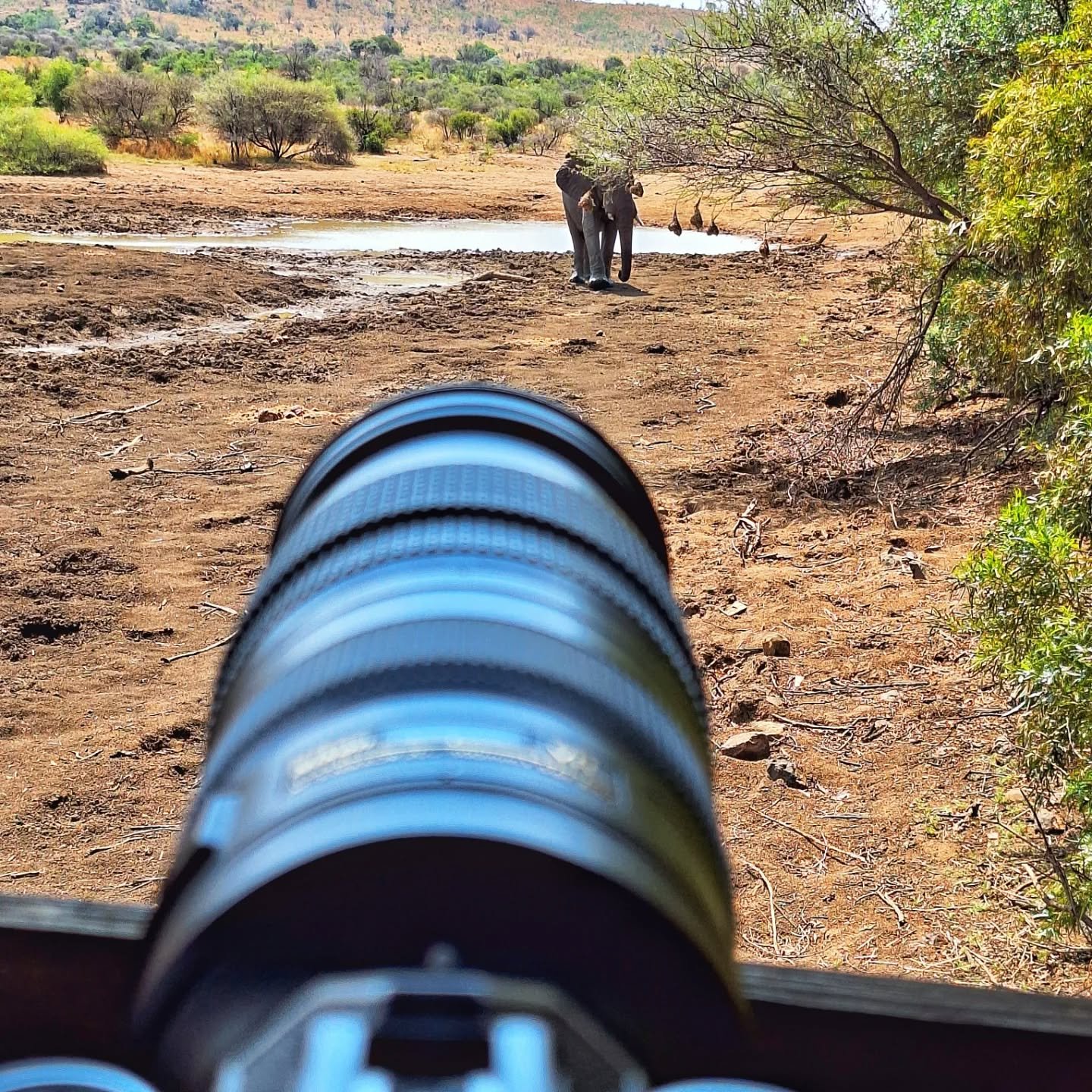 Strange experience today at Rathlogo Hide #Pilanesberg. I watched this majestic elephant as he strolled towards our hide. He looked straight ahead... right at me so I felt. Connect in a strange way. All creatures from the same earth. And in a few sec