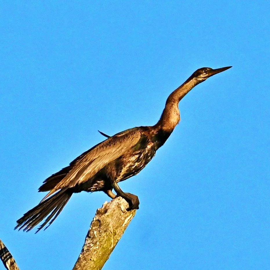 Snake-necked Bird (African Darter). Saw the bird at the Kleinrivier, Stanford - sunset. When the bird swims, its body stays underwater and only its long, thin neck and head are visible, making it look very much like a snake gliding through the water 