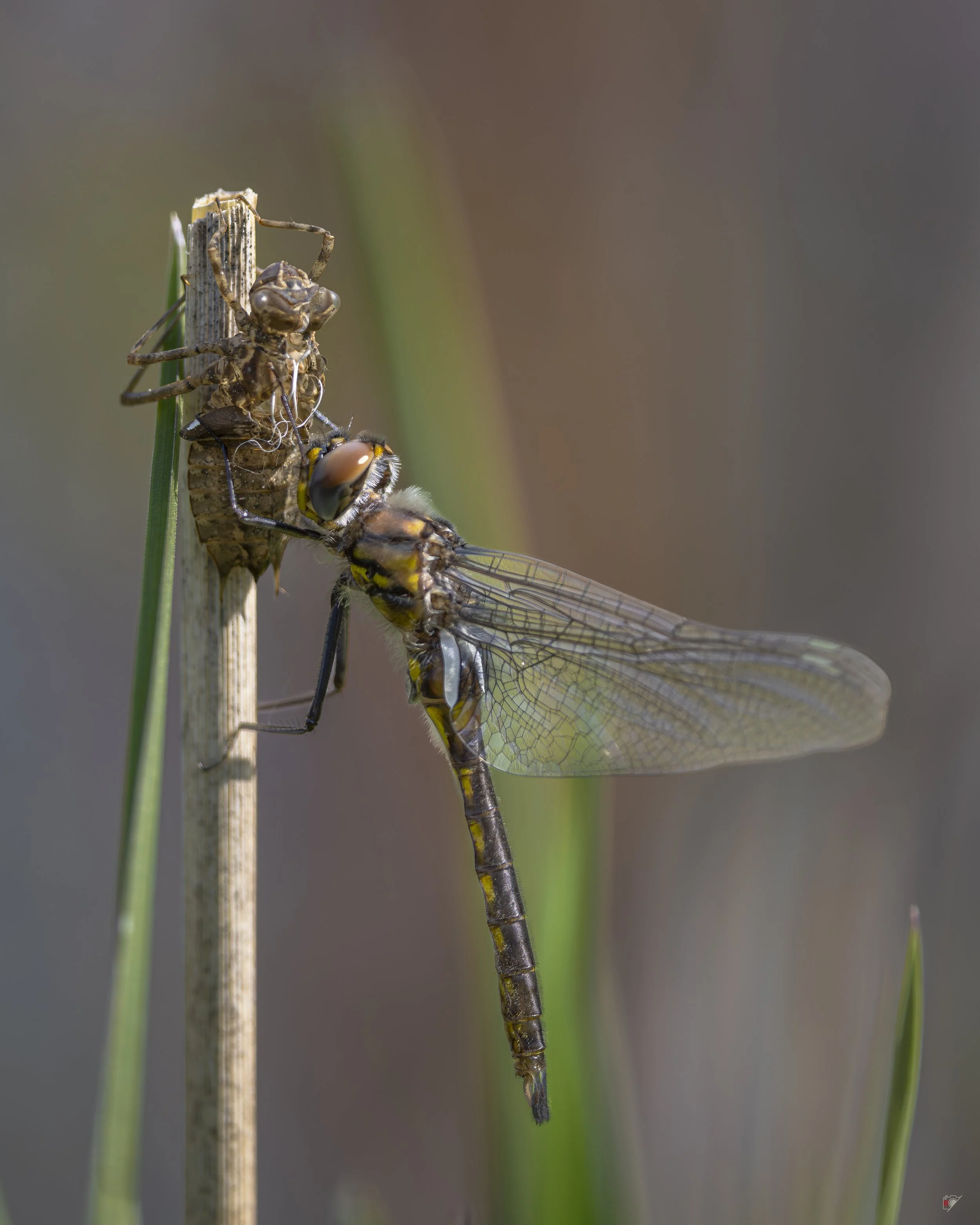Libellule (Epitheca) et son exuvie_26 mai 2026.jpg