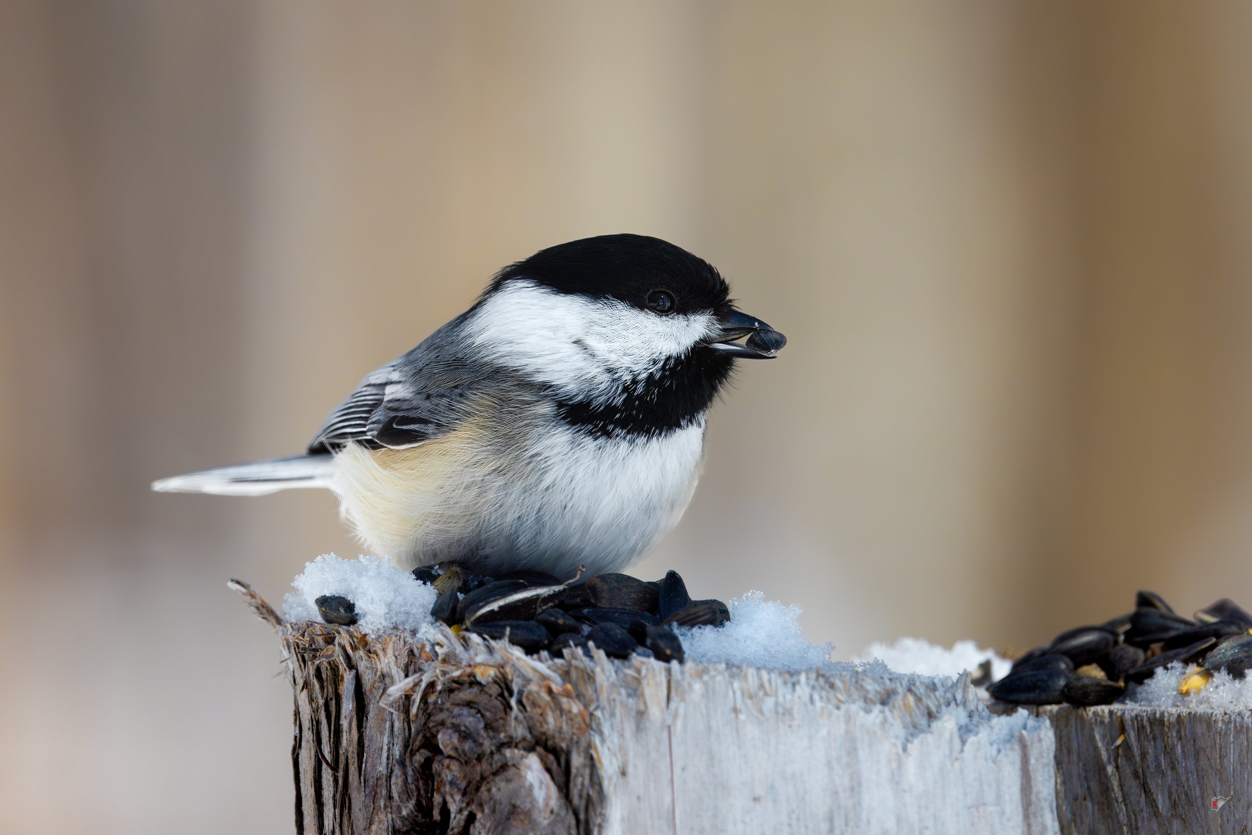 Marais Léon-Provancher_ Mésange tournesol_150326.jpg