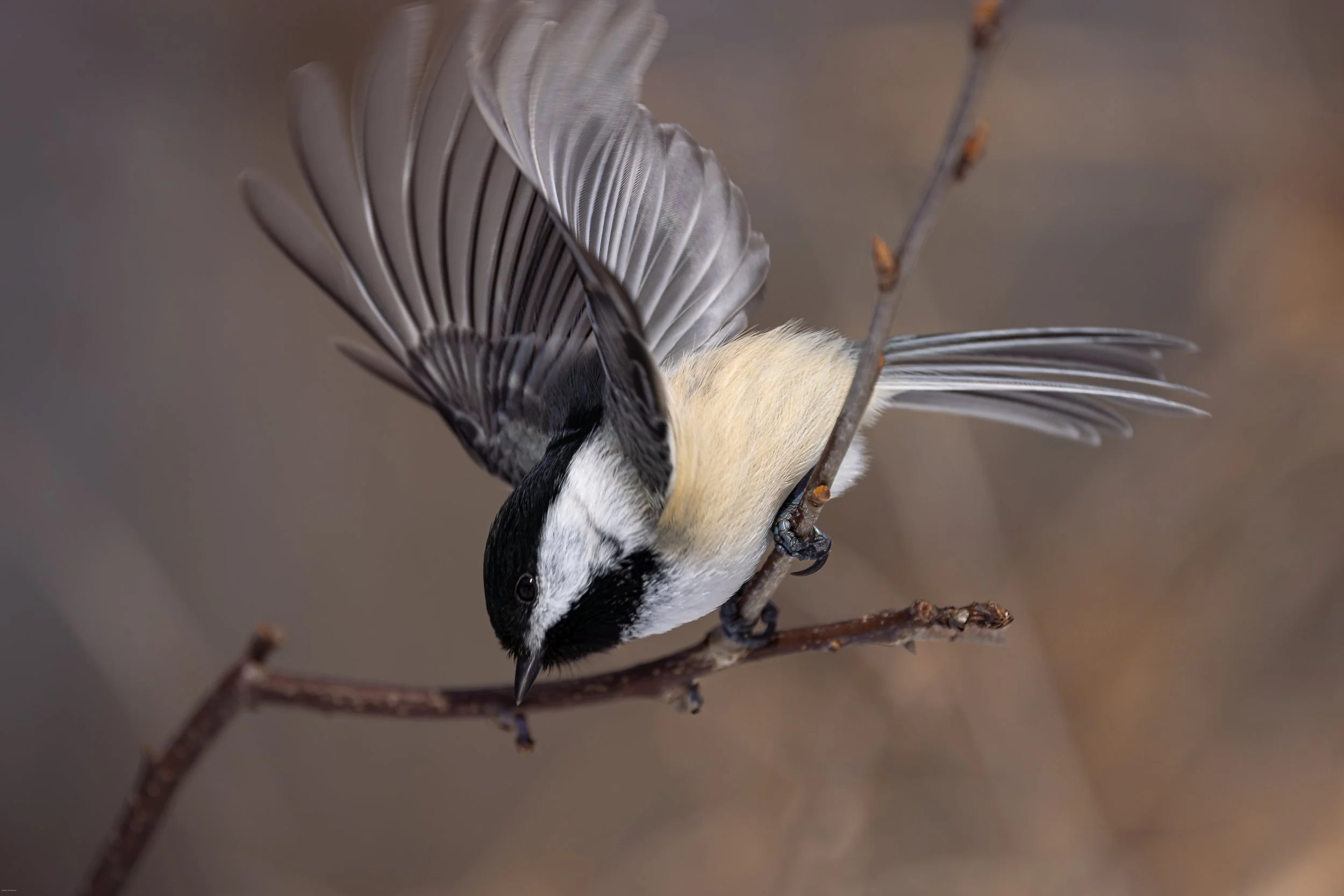 Mésange en vol_2026.jpg