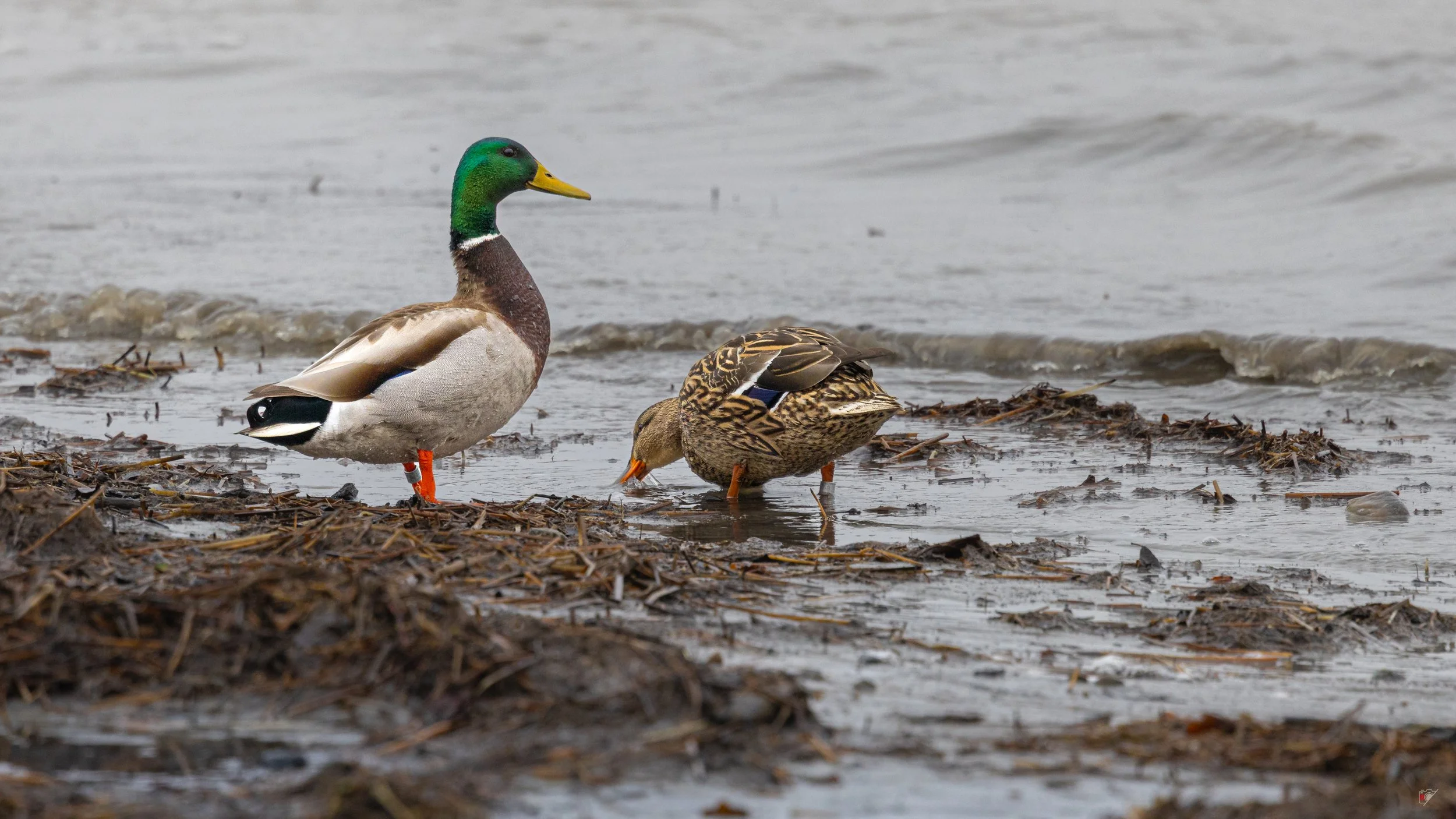 Canard colvert_Quai de Portneuf_16 avril 2026-3.jpg