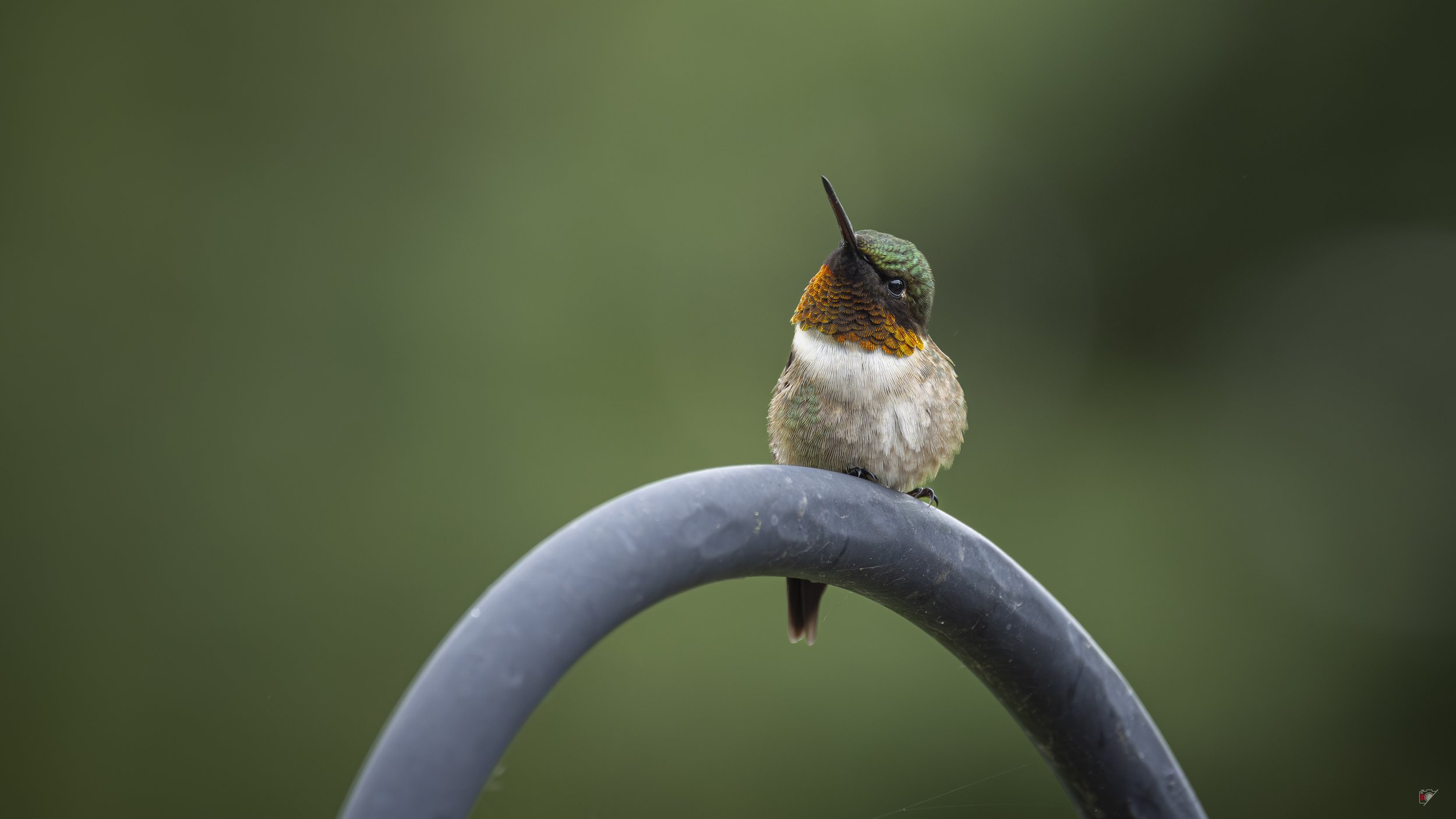 Colibri à gorge rubis_Perchoir_05 juin 2026.jpg