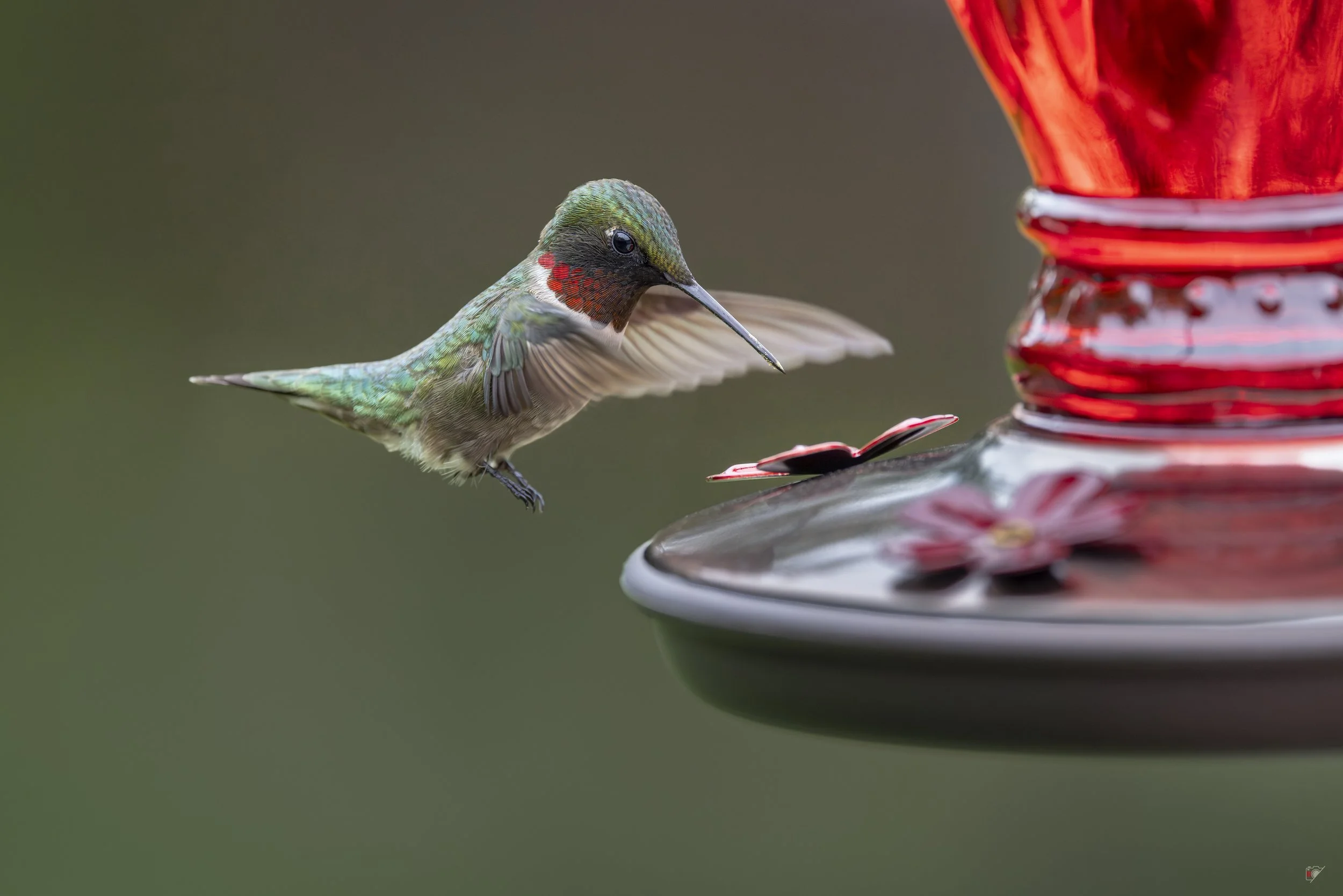 Colibri à gorge rubis_sur ex_01.jpg