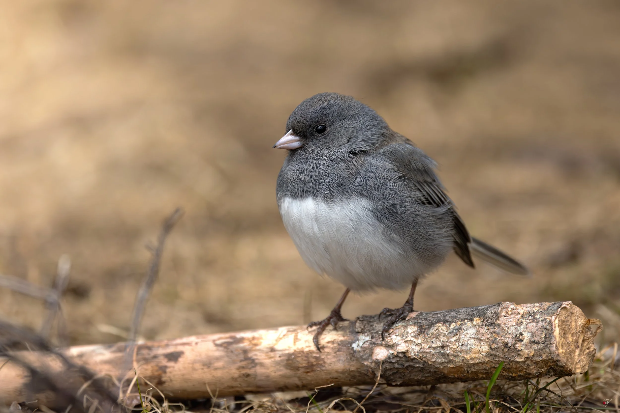 Junco ardoisé_24 avril 2026.jpg