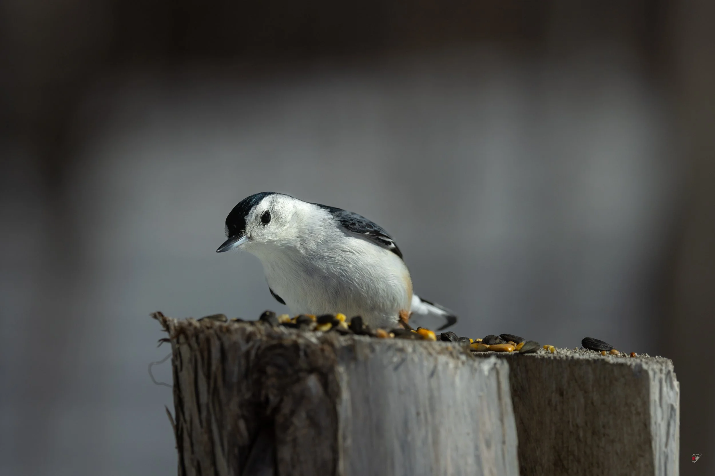 Sitelle_24 mars 2026-5.jpg