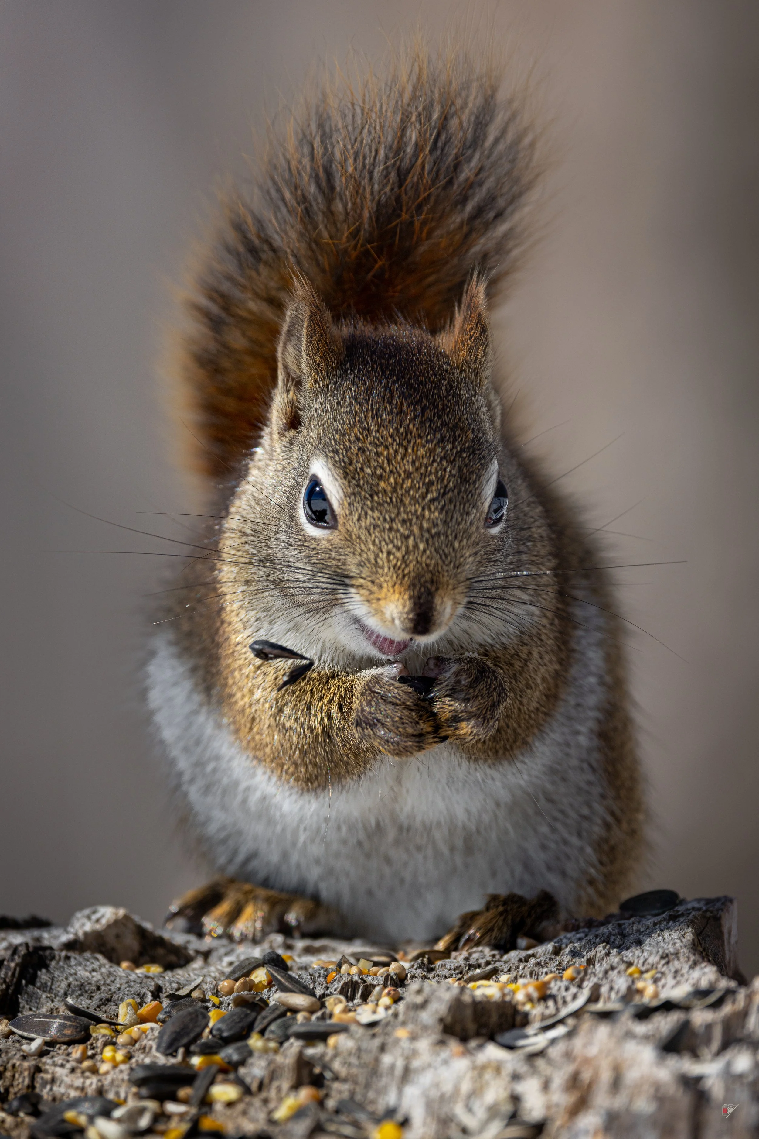 écureuil_24 mars 2026-2.jpg