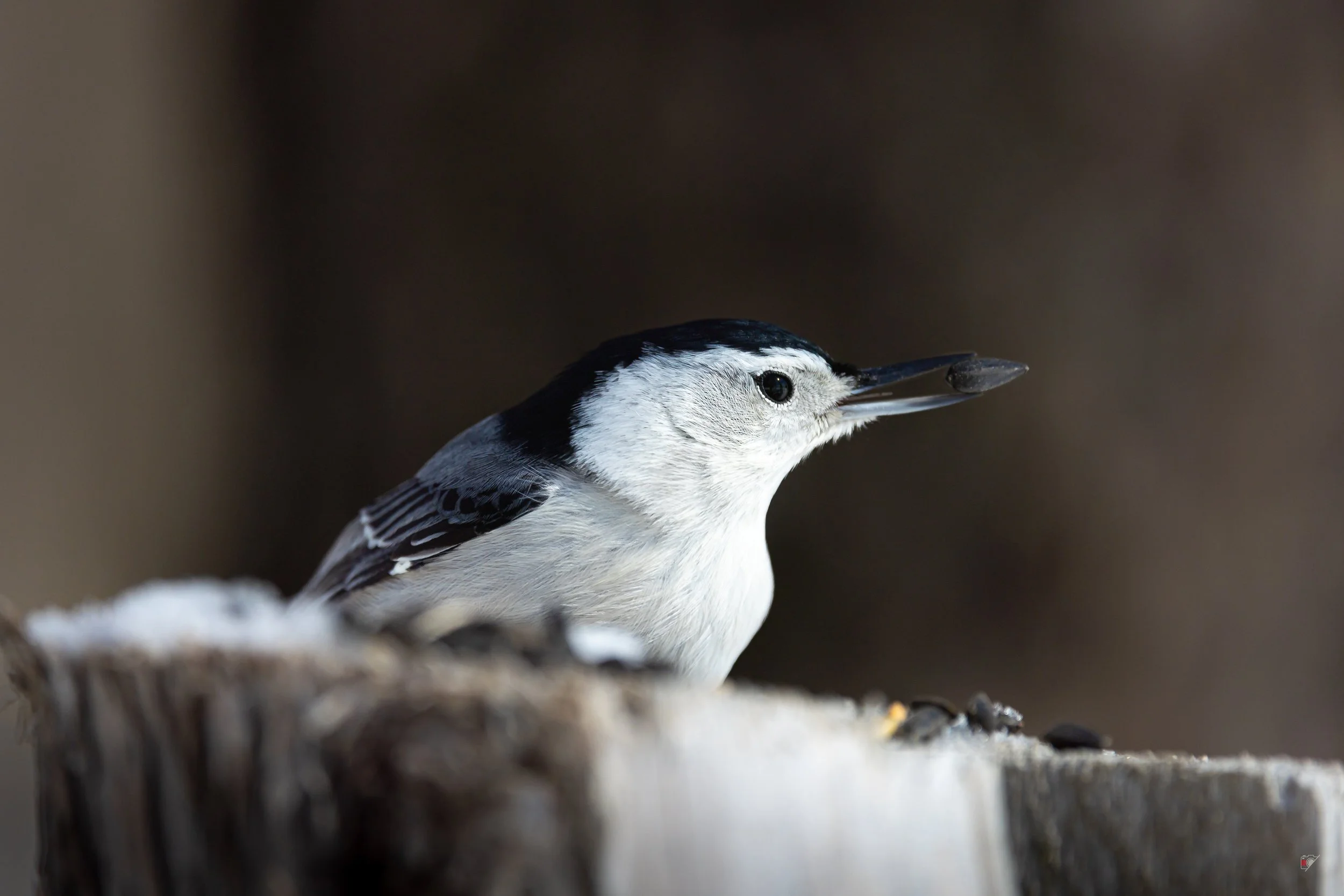 Marais Léon-Provancher_ Sitelle_150326.jpg