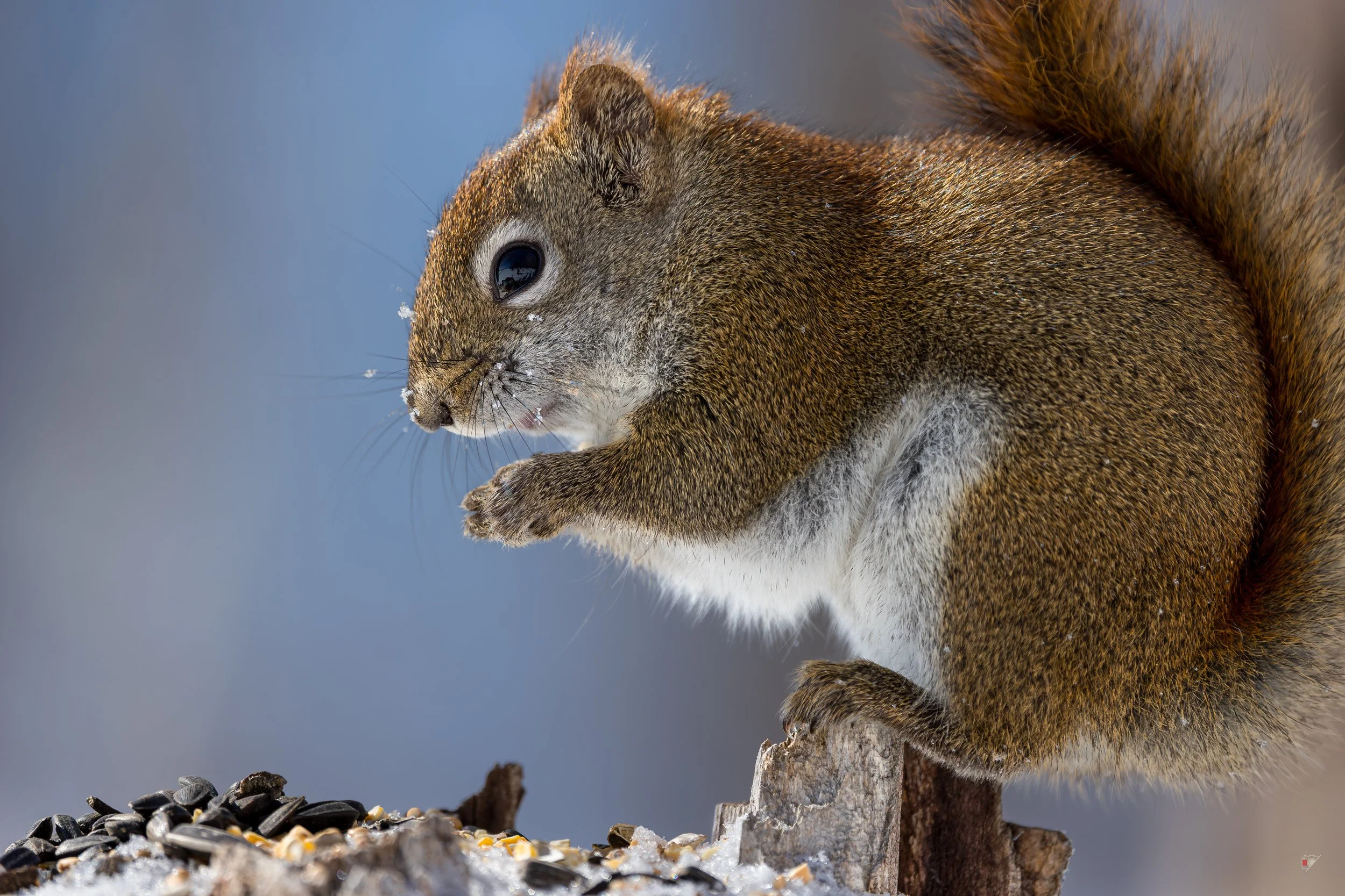 Marais Léon-Provancher_ Écureuil_150326-2.jpg