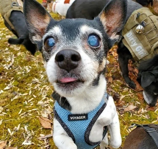 Inky | Mini Rat Terrier Angel - Inky was a bit of an "impulse buy"—we popped into a pet store for dog food and left with this cute little ratter. When Inky wasn't refereeing her sparring siblings, she was super-glued to Daddy. Little Inky is sorely m