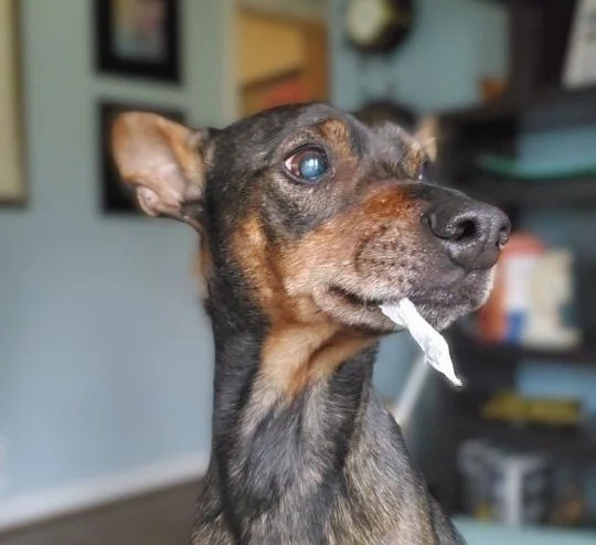 Nubie | Doofus - Nubie was picked up as an emaciated stray in rural VA. Known as Booby, he now spends his time either curled up under a blanket or barking hysterically at cars, birds, falling leaves, and even nothing at all.