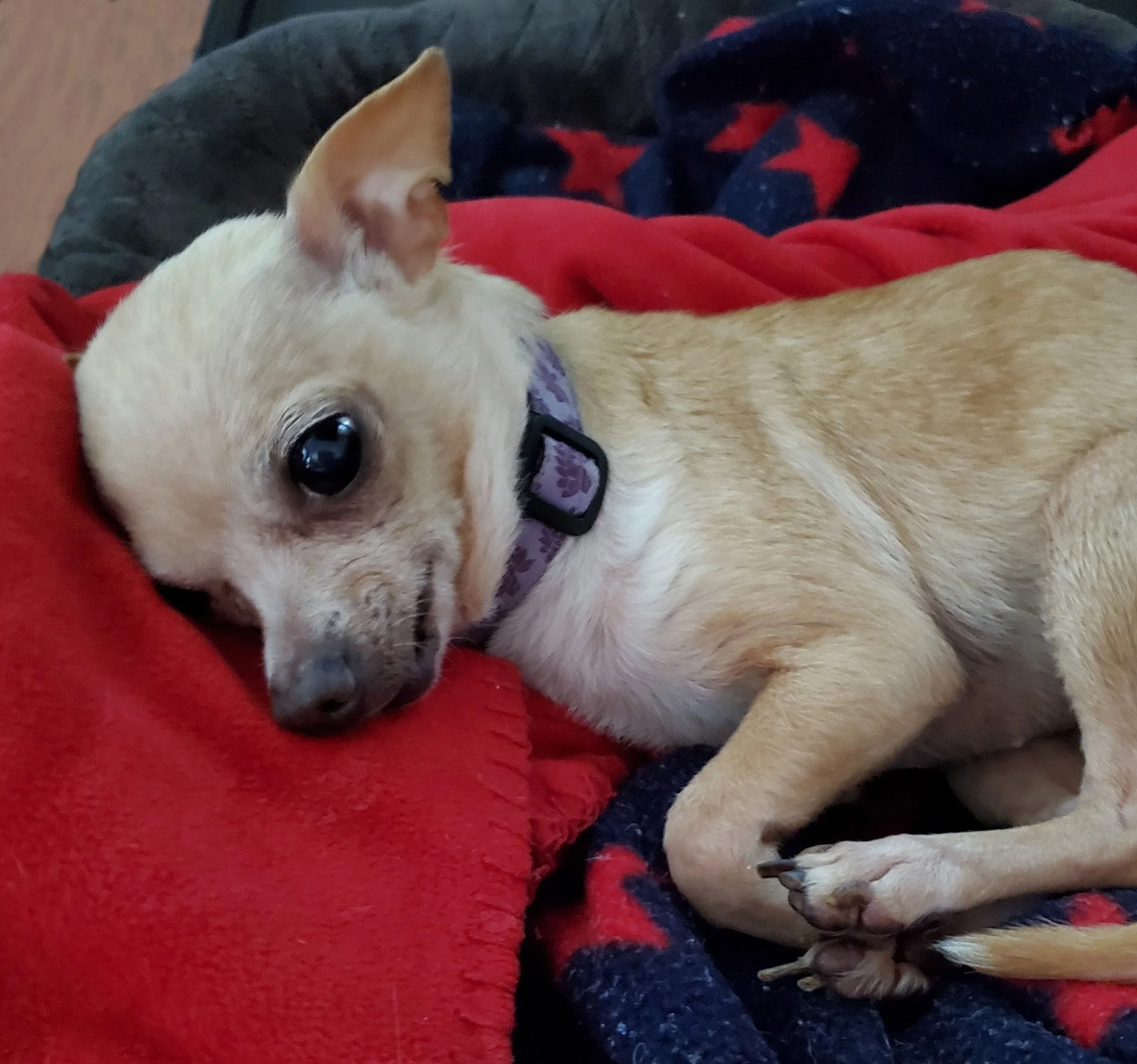 Chi Chi  |  Chihuahua Angel - During the five magical weeks we had Chi Chi, she enjoyed long, luscious naps and slow walks in the forest. We have no doubt that this dear little dog is now healthy, happy, and frolicking with her newfound furry friends