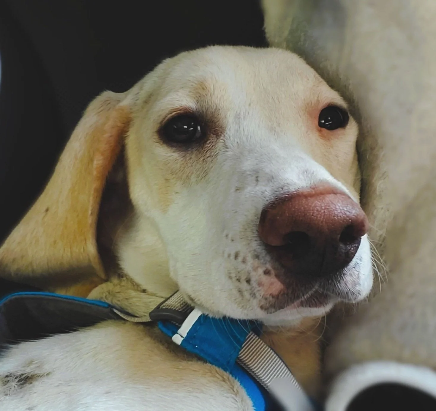 Sammi | Lemon Foxhound - We found Sammi crossing the road with a broken leg. Less than 6 months post-surgery, she was  running rings around her siblings. Sammi kidnaps and holds hostage items like sunglasses, coasters, socks/shoes, etc.