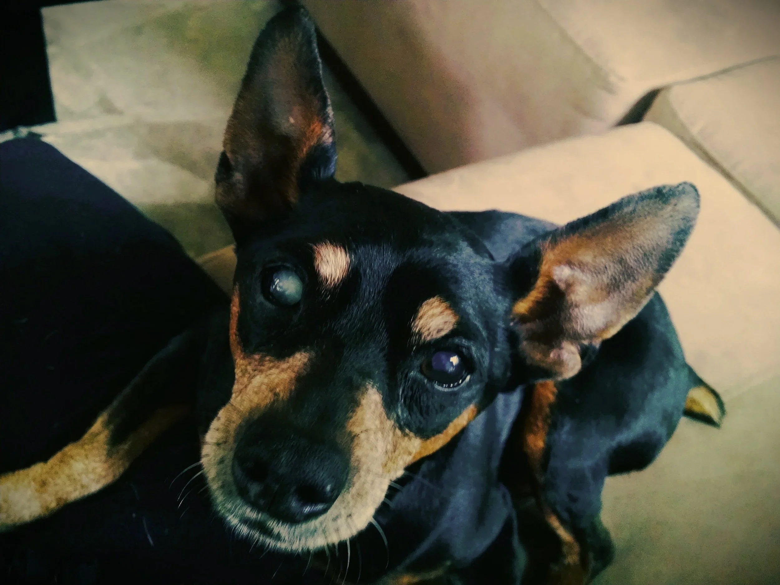 Otto | Min Pin Angel - Deaf and blind Otto was found wandering the streets of DC wih a huge tumor on his side. We had a wonderful year with our little man and will always cherish his sweet disposition and determination to live his best life. 