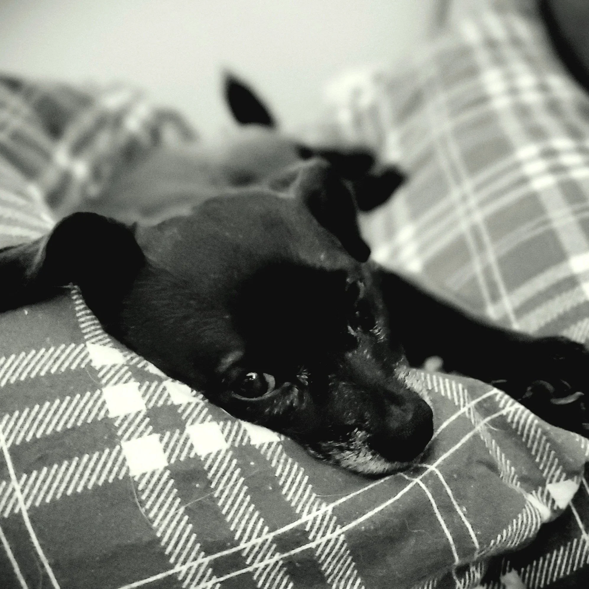 Hershey | Chug - Our sweet little Puddin' Pop has a dazzling white underbite and a tongue made for face-licking. Hershey’s pro’s: super cute, rarely barks, snugly and soft. Cons: chews soft paper products, pees on the carpet near the doggy door.