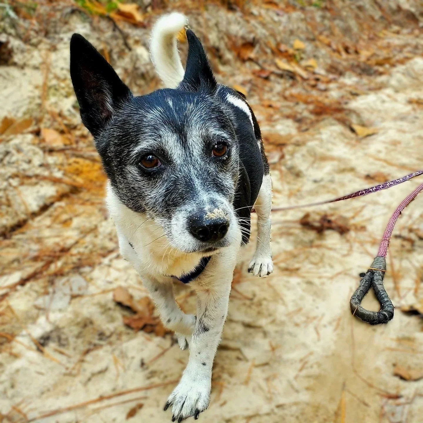 Max | Corgi mix Angel - We adopted Max after he was abandoned at a gas station. Max wasn’t demonstrative and licked his paws nervously when we nuzzled him. But we know that he enjoyed his big backyard and his choice of many dog beds.