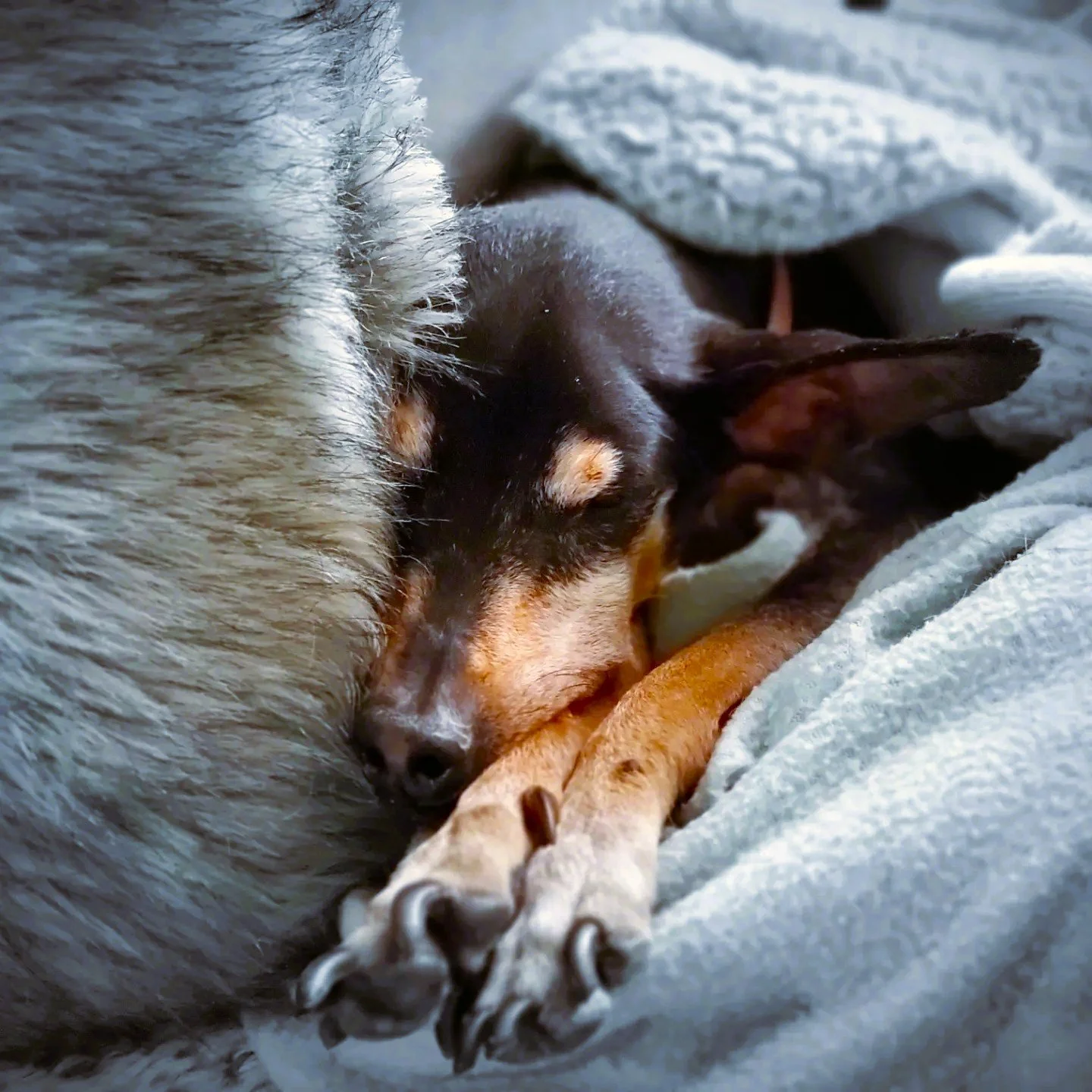 Buster | Min Pin Angel - When we adopted deaf and blind Buster, we had no idea that he was also riddled with cancer. It was a shock when we had to let Buster go. We treasure him as the most vulnerable and sweetest dog we have ever known.