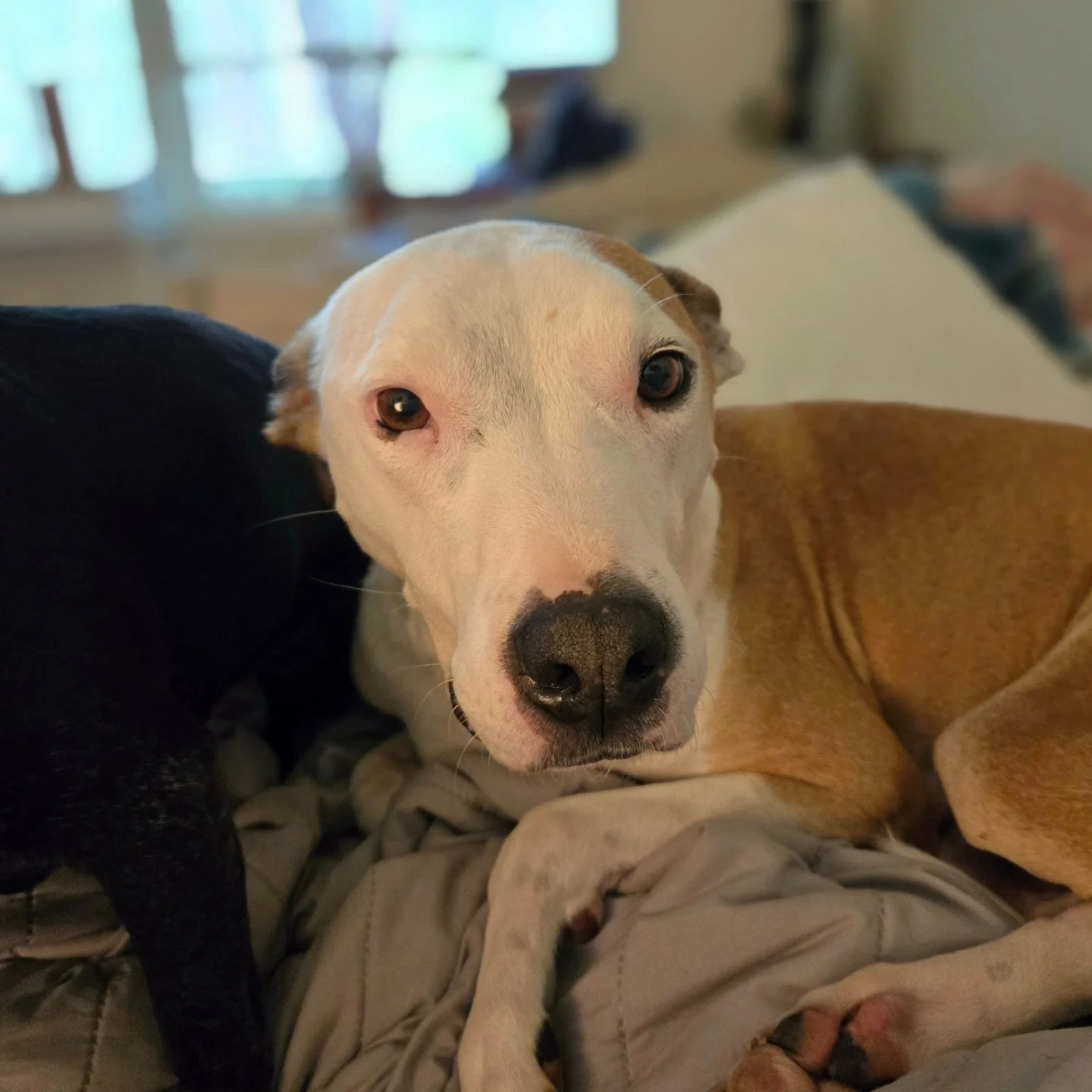 Willy | Pit bull - Due to constant scolding from previous adopters, Willy needs daily assurance that he is a good boy. He definitely defies the ferocious pit bull stereotype -- he is scared of butterflies, wet grass, and even his own poo.