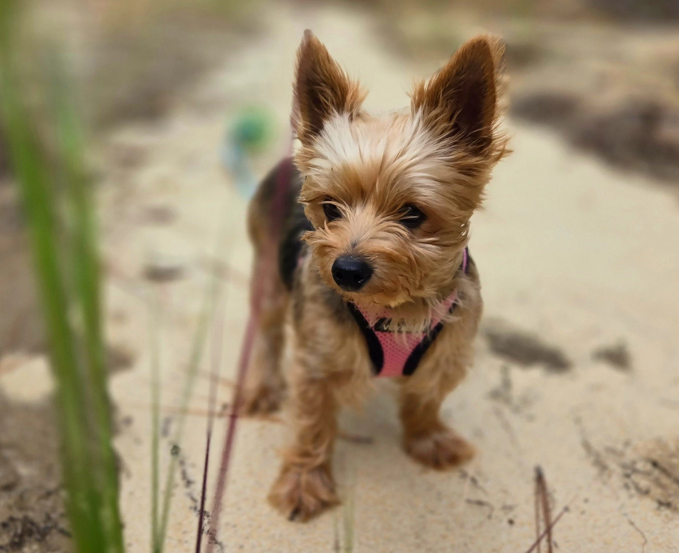 Tater Tot | Mini Yorkie - We have no idea how Tater breached the Bagadu HQ  security fence one freezing night and found her way through the doggie door. Tater is bossy and coy, purrs like a tribble, and walks in circles when dinner is ready.