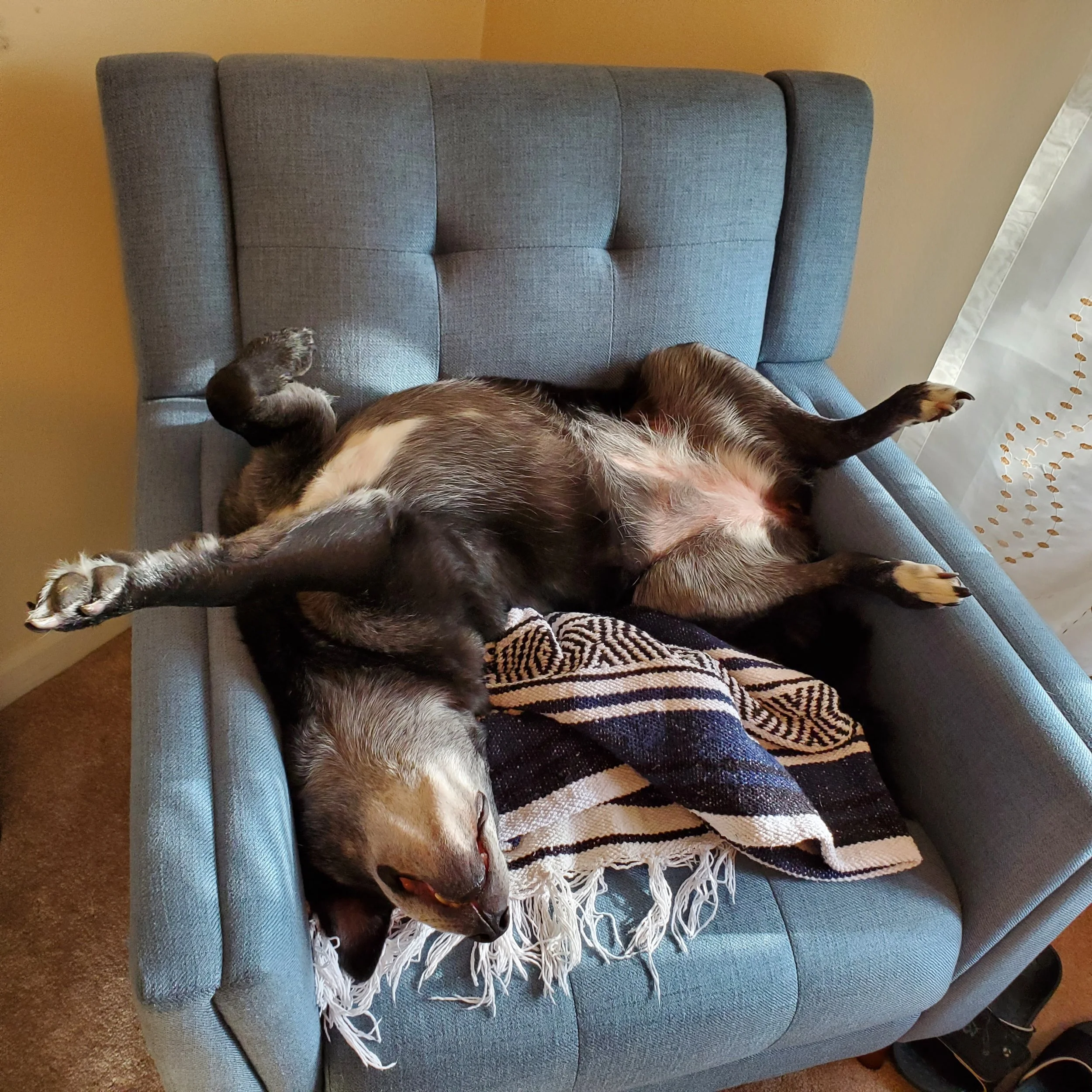 Violet | Pit-shepherd-lab mix - V-Gurl loves mangling sheets and pillows and has frequent bouts of gas. She also enjoys bathing in mud holes and is quite the skilled fly catcher.