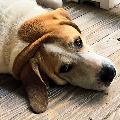 Biggy | Anatolian Shepherd mix - Weighing in at just over 100 lbs, our alert and ever-vigilant protectress patrols the perimeter to dissuade deer, squirrels, pine needles, and the FedEx truck from storming Bagadu HQ.
