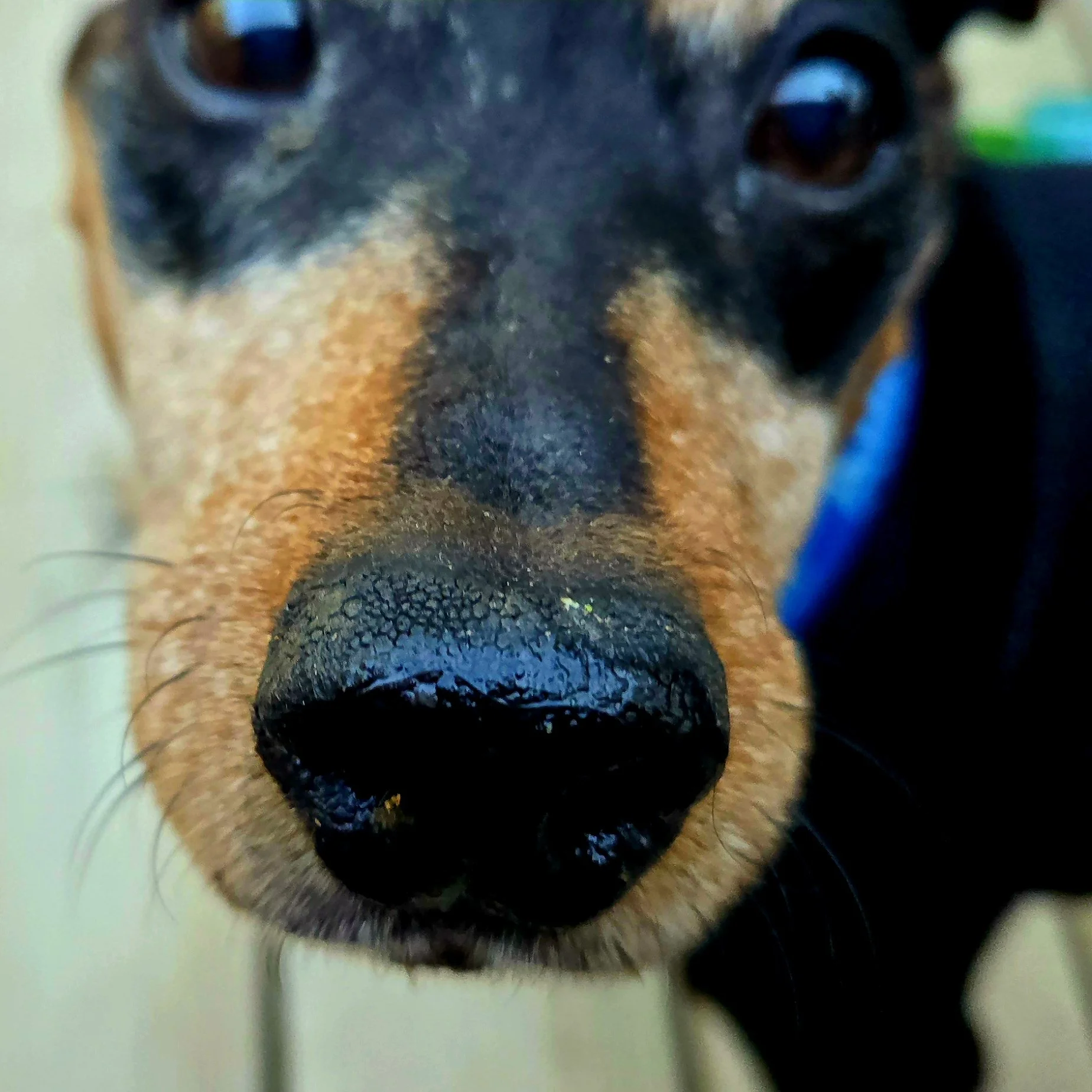 Bo Britches | MinPin - "Britchey" grew up unloved and ignored in a severe hoarding situation. Unfortunately, the now-beloved Britchey was never potty trained...and teaching this old dog new tricks has proved challenging at best.