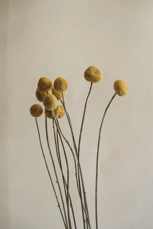 Luz em flor, 2024