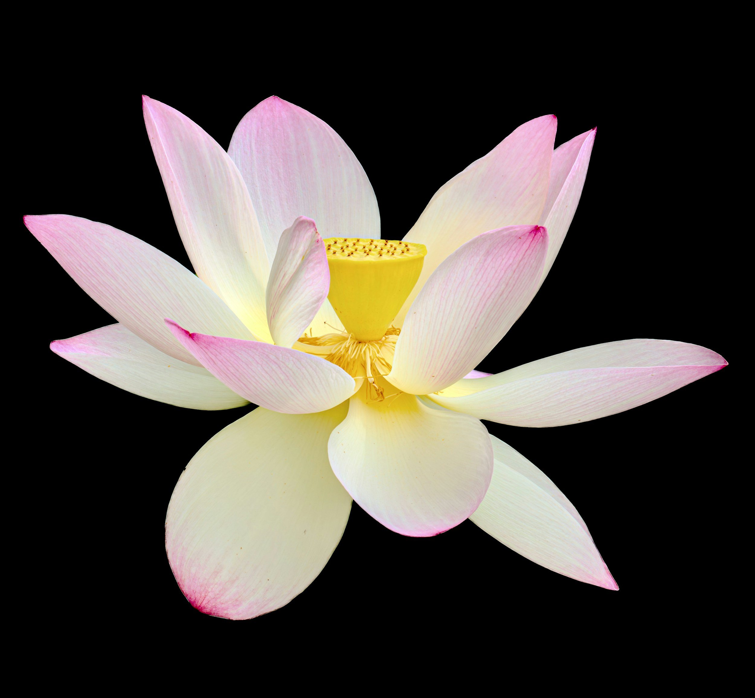 Close-up of a pink and white lotus flower with yellow seed pod at the center, against a solid black background.