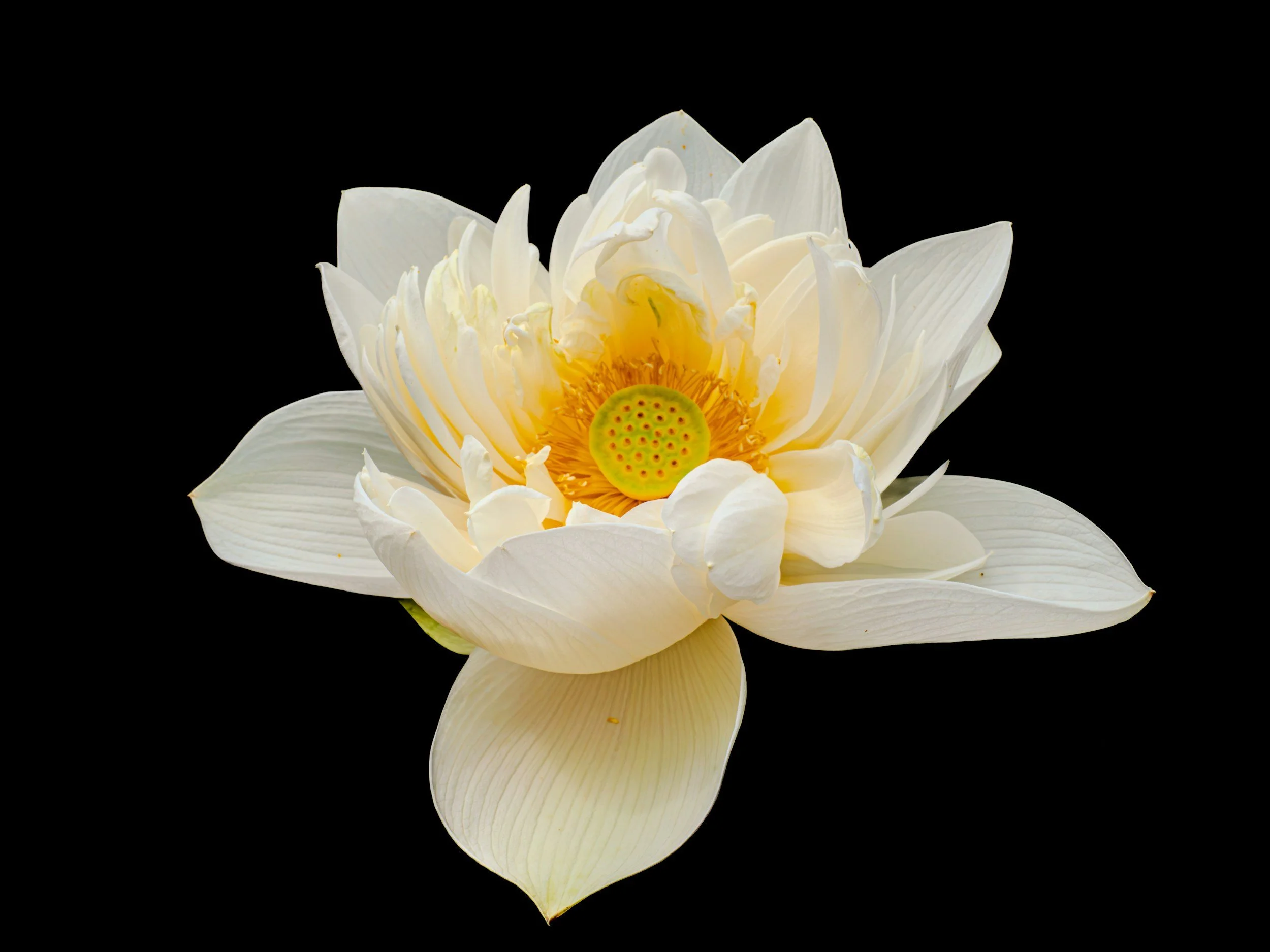 A white lotus flower with yellow and green center, reflected on a black background.