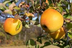 GoldRush-  Apple Tree - B.118